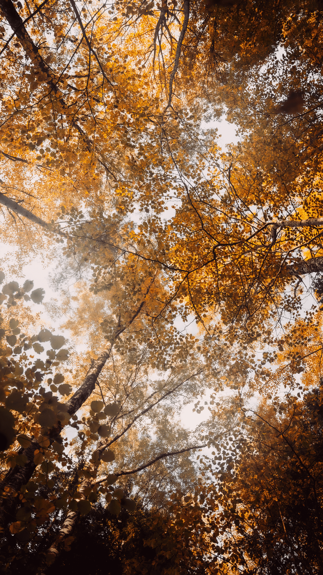 FREE Aesthetic Fall Phone Wallpaper For Spooky Season