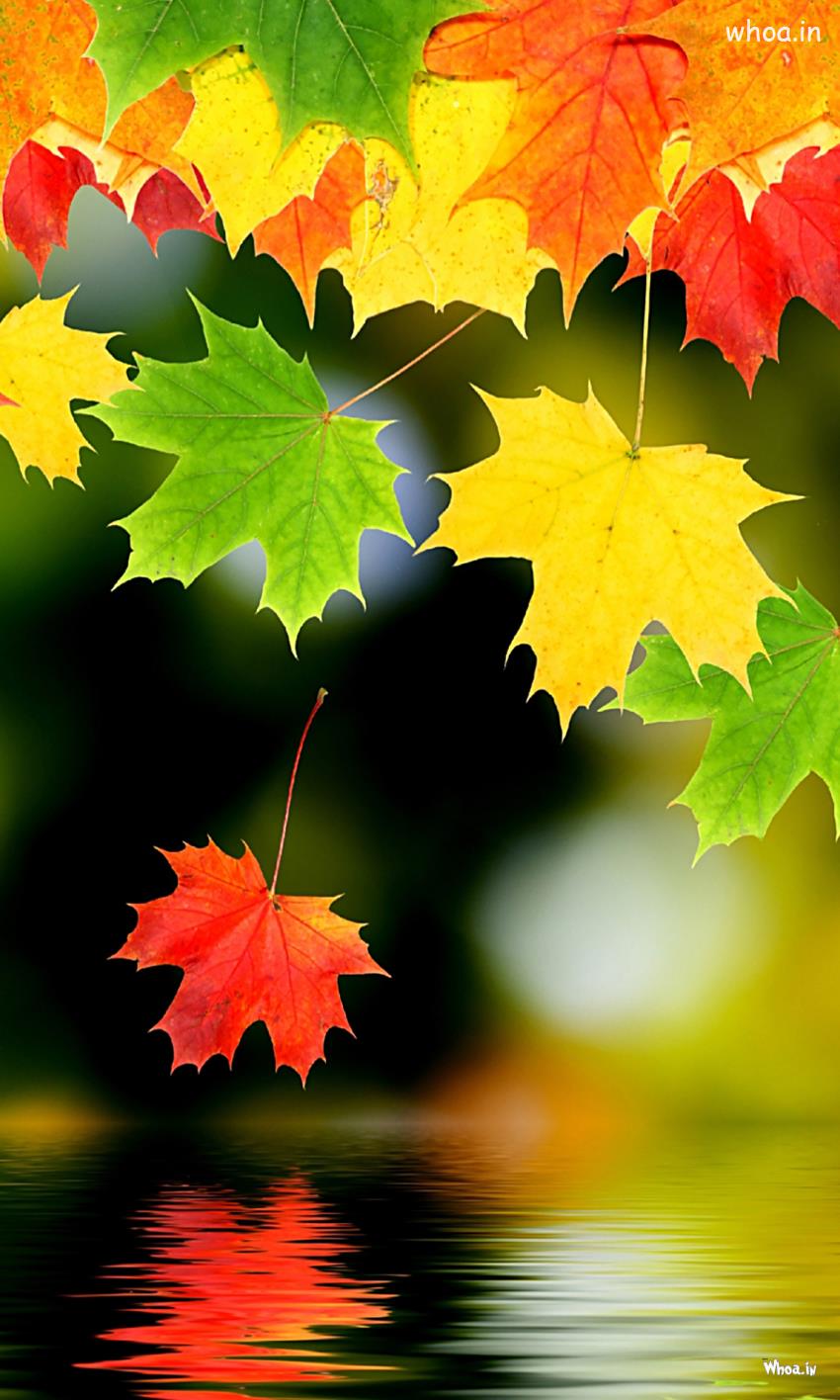 HD Nature Phone Wallpaper Background, Nature