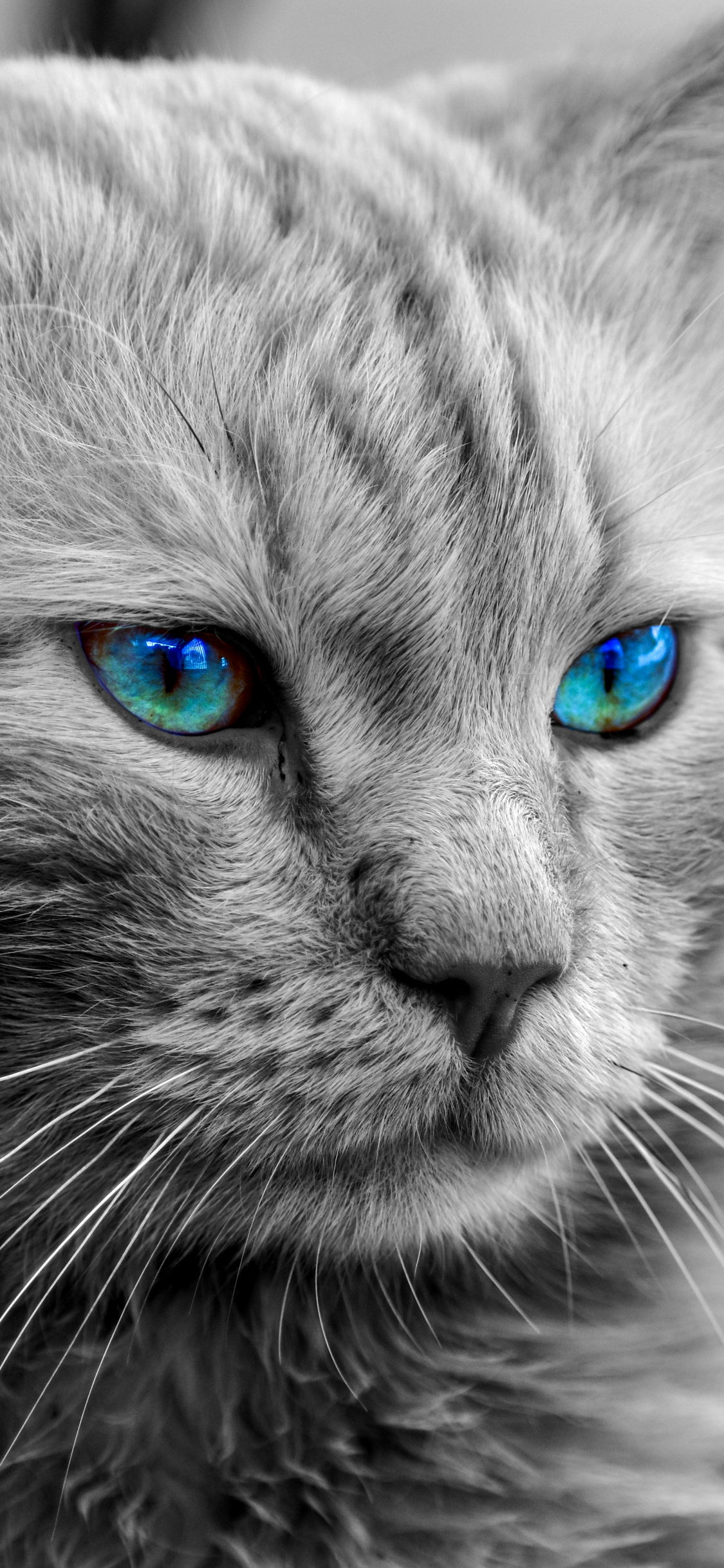 Wallpaper Persian Cat, Maine Coon, Siberian Cat, Ragdoll, Tabby Cat, Background Free Image