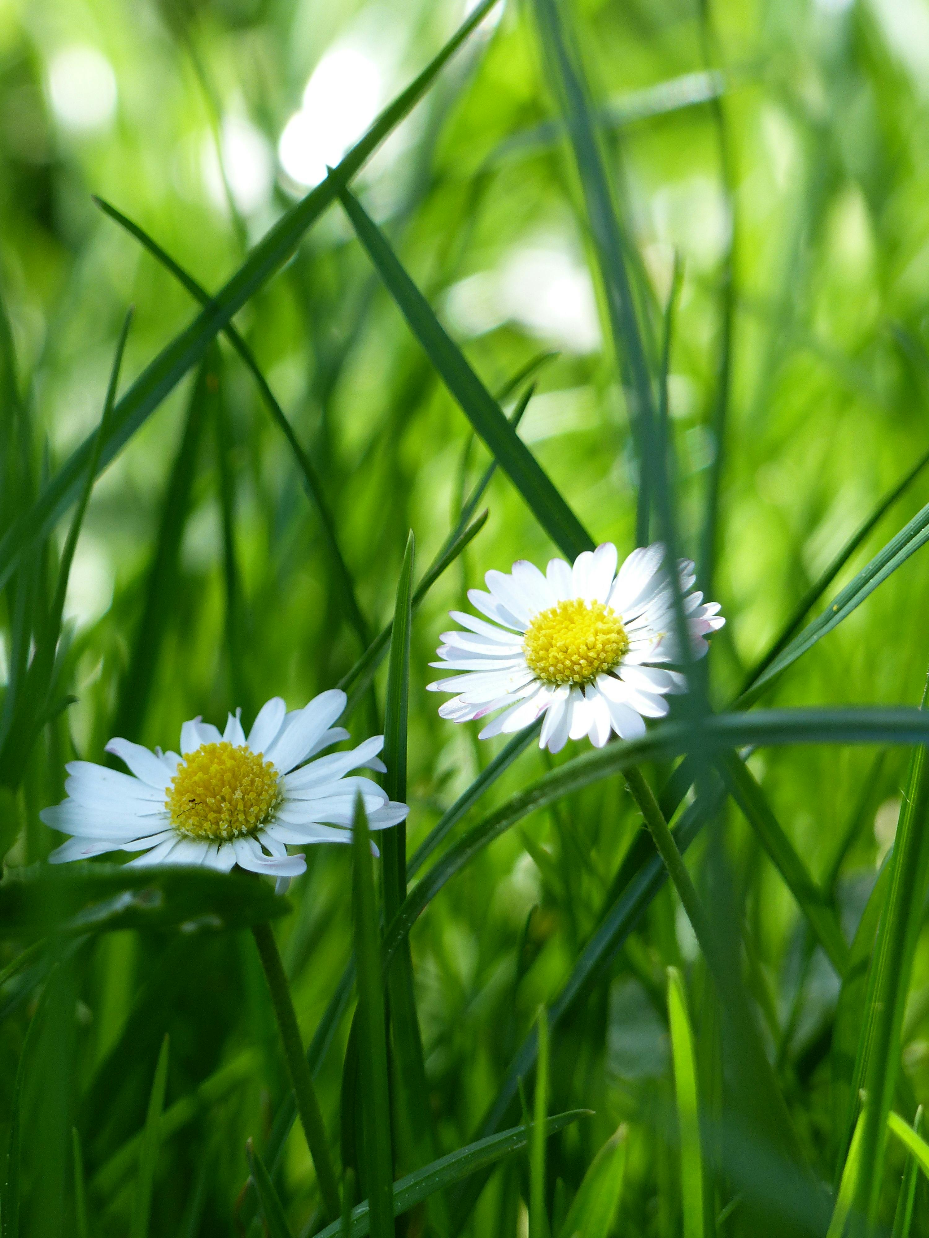 Yellow and White Flower Surrounded by Green Grass · Free