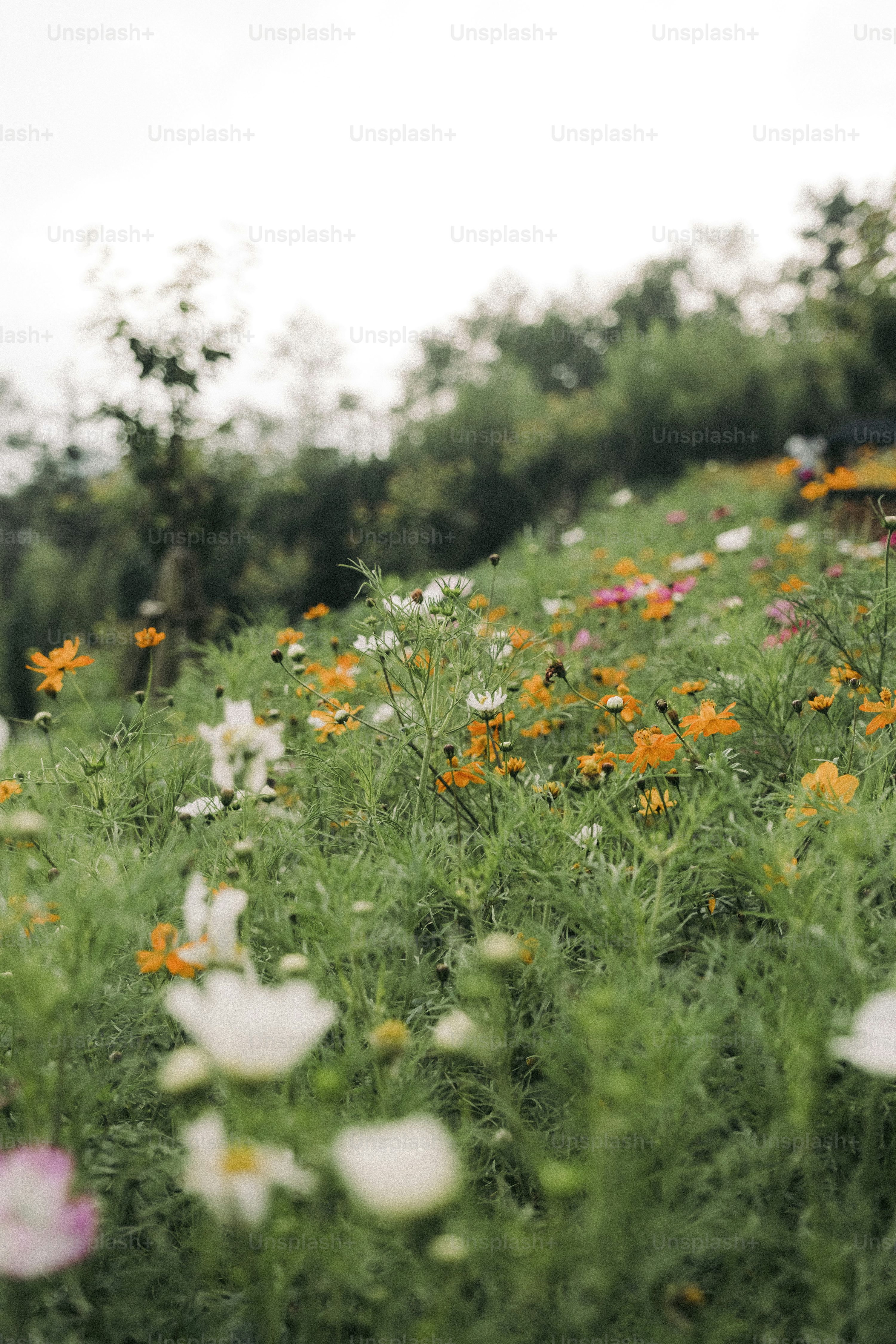 Grass Flower Picture. Download Free Image