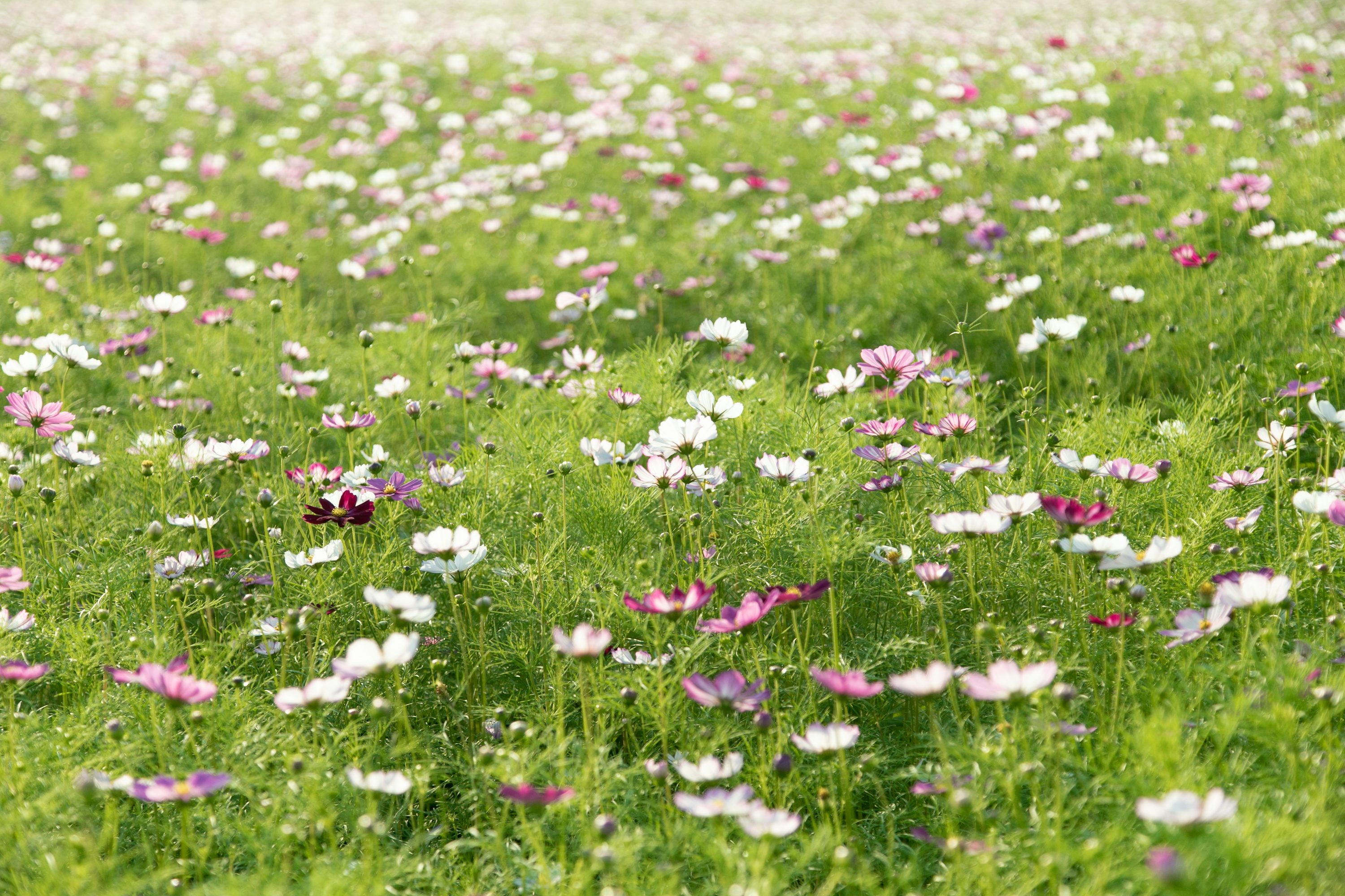 Grass Flower Picture. Download Free Image