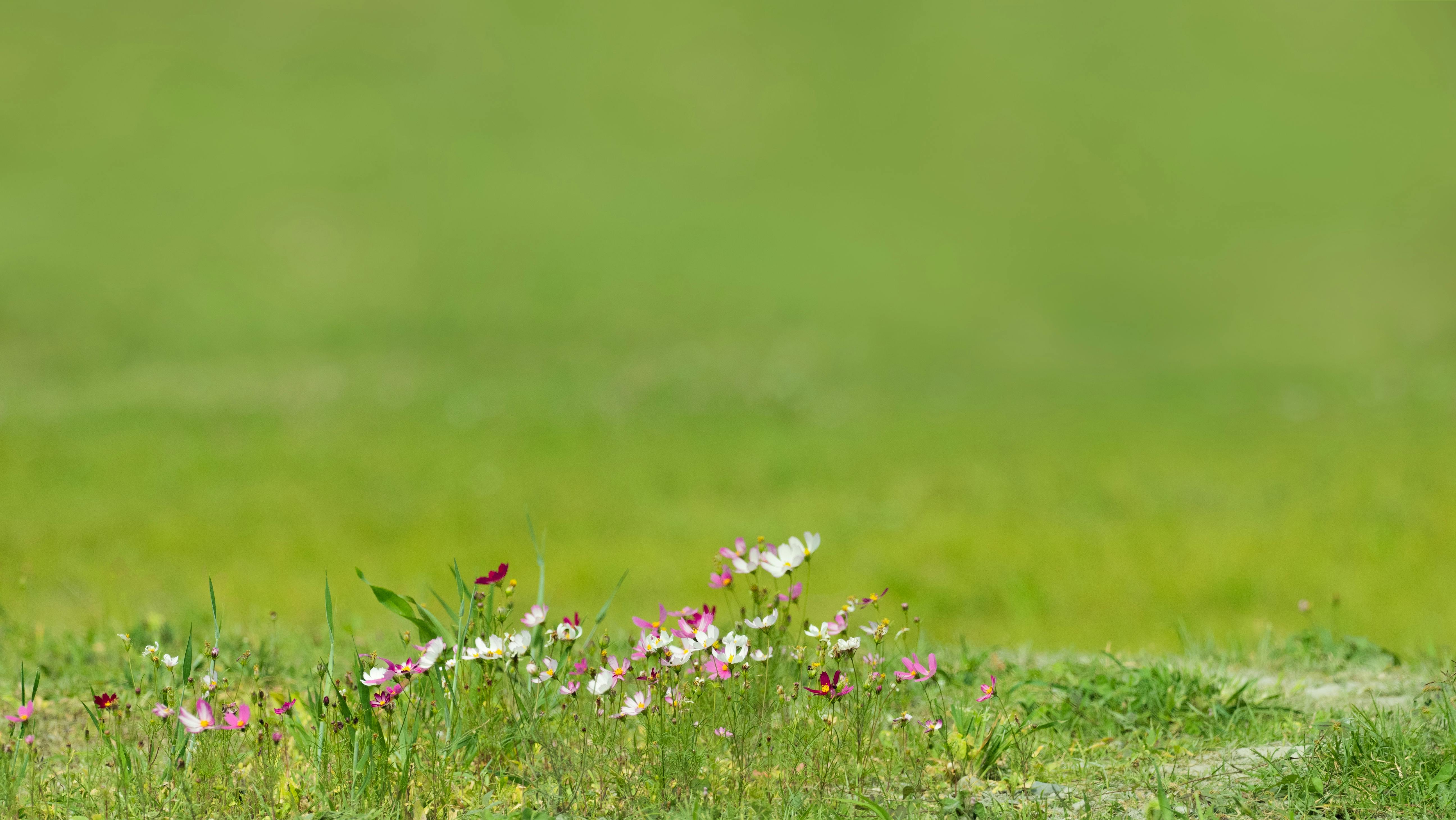 Flowers on Grass · Free