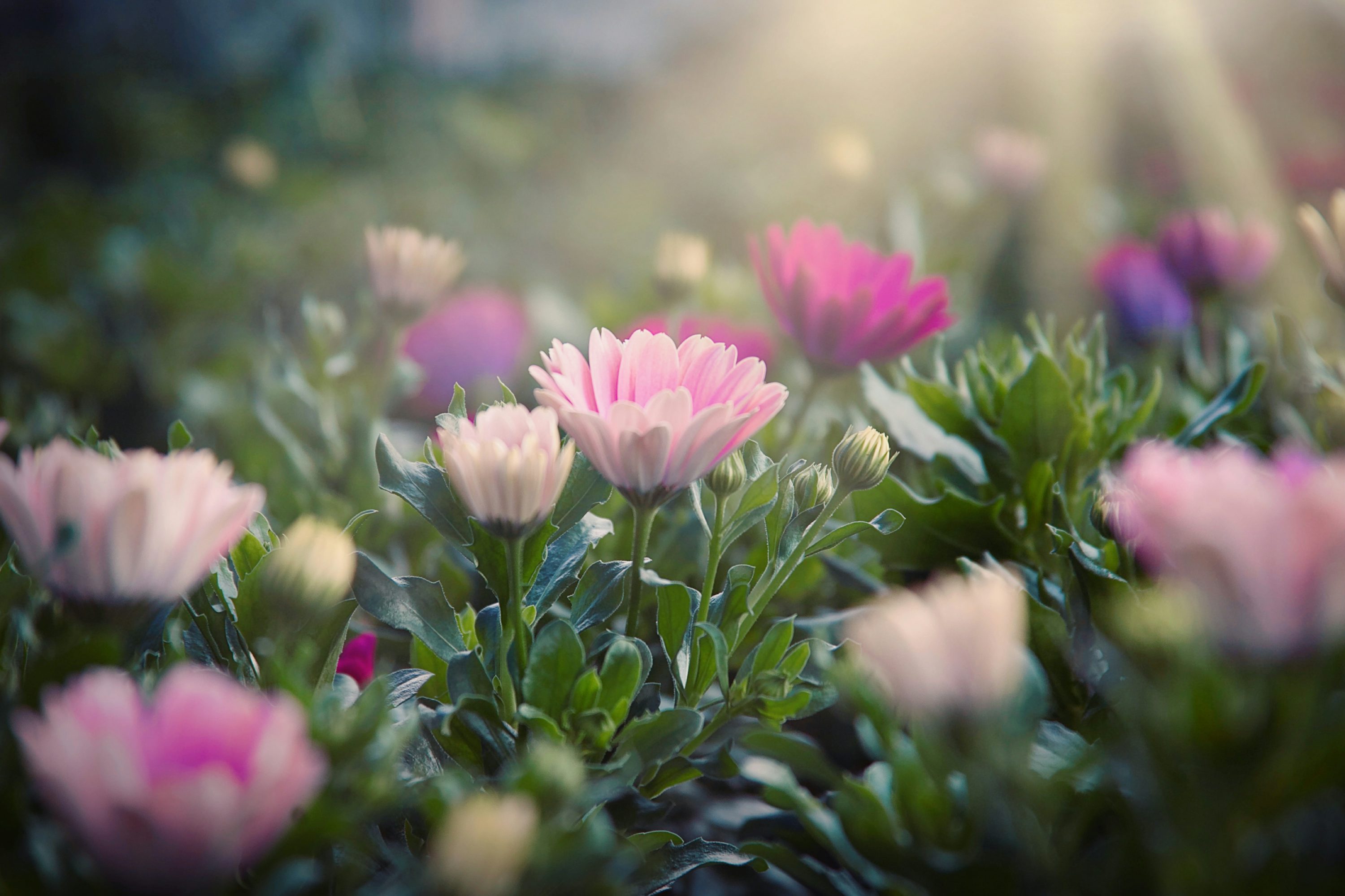 A bunch of flowers that are in the grass photo