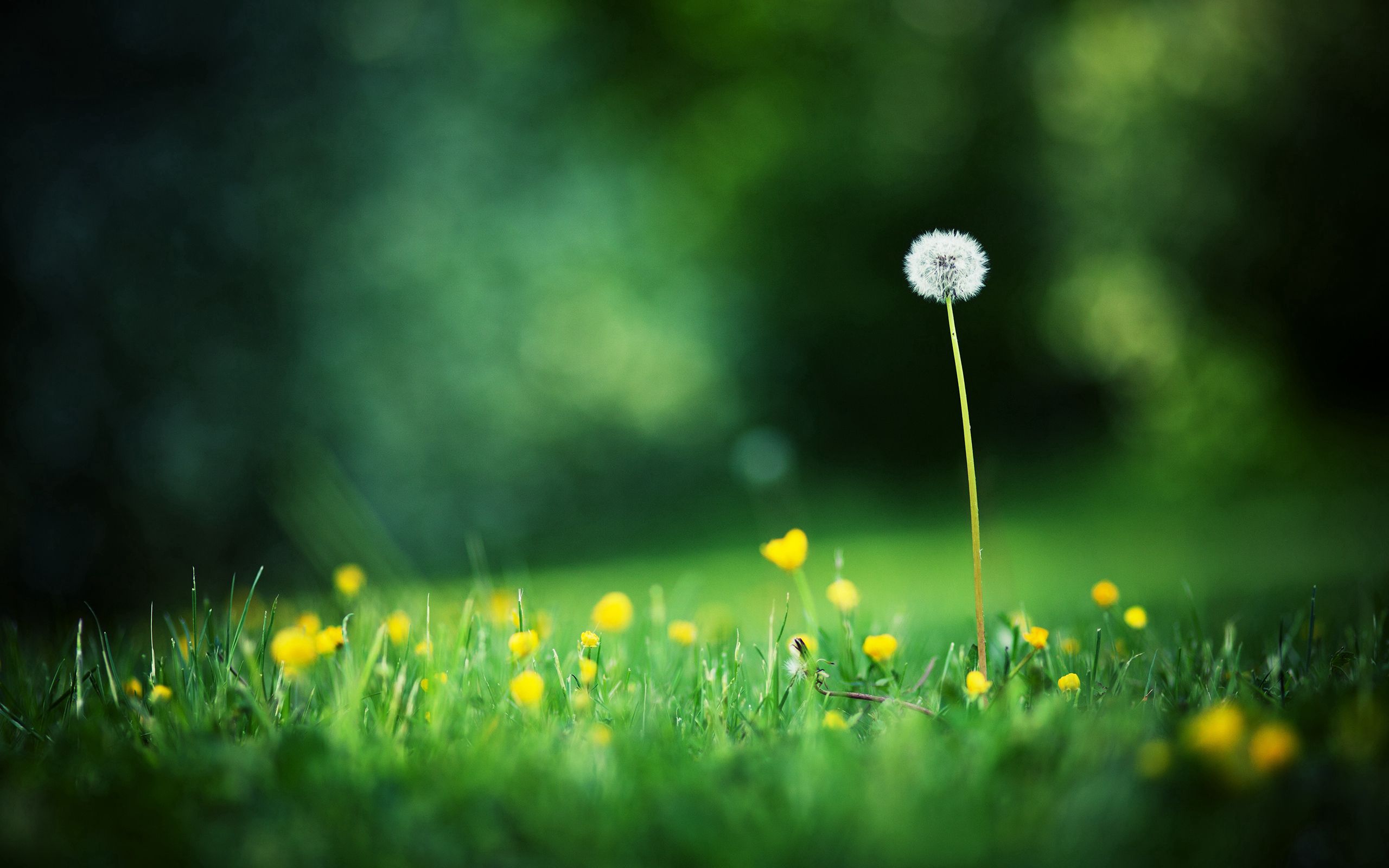 Download wallpaper 2560x1600 flowers, meadow, grass, light, glare HD background