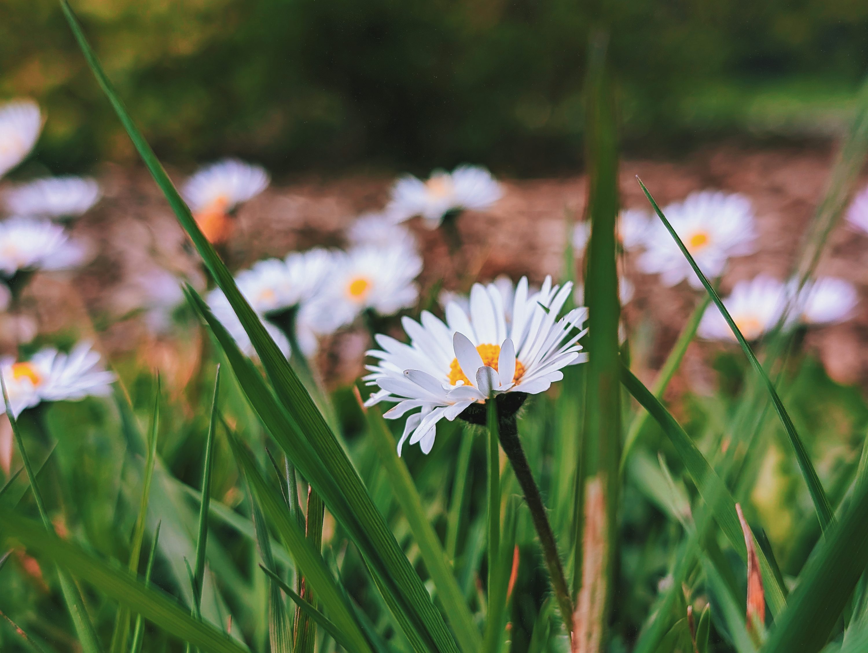 A bunch of white flowers that are in the grass photo
