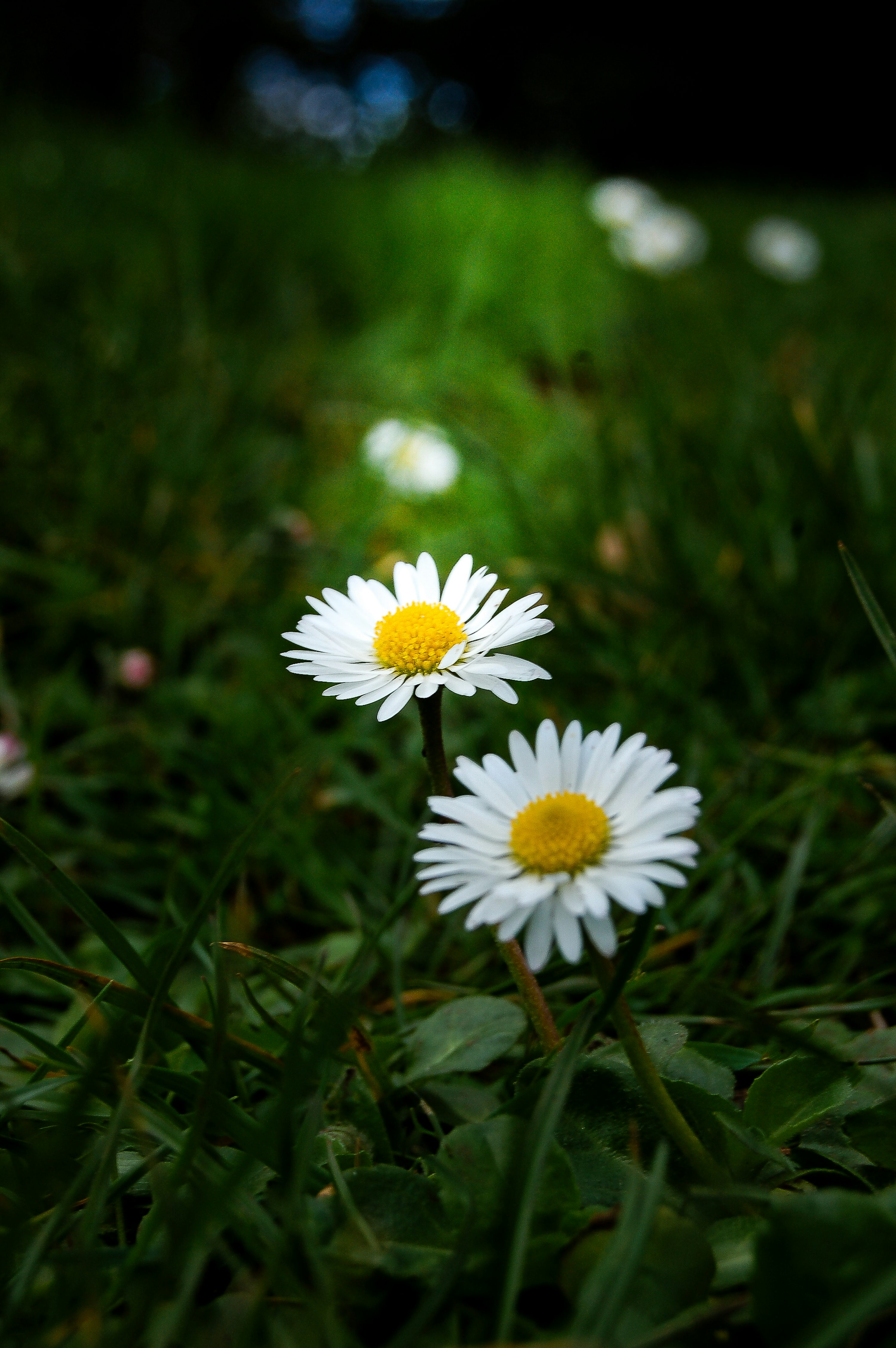 Two daisies in the grass with a black background photo