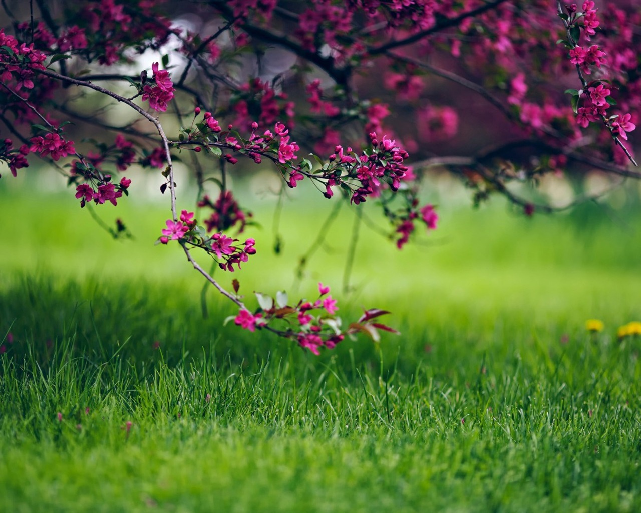 Spring Grass Flowers Plant HD Wallpaper