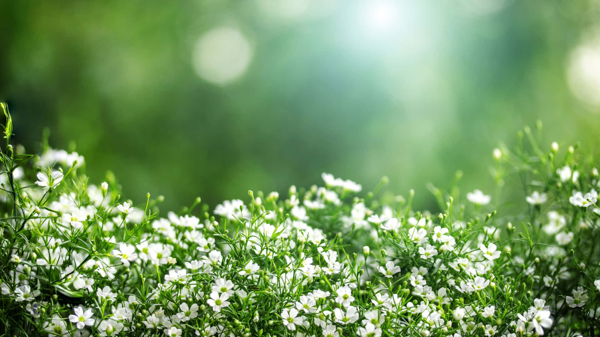 Download White Flowers In The Grass With Sunlight