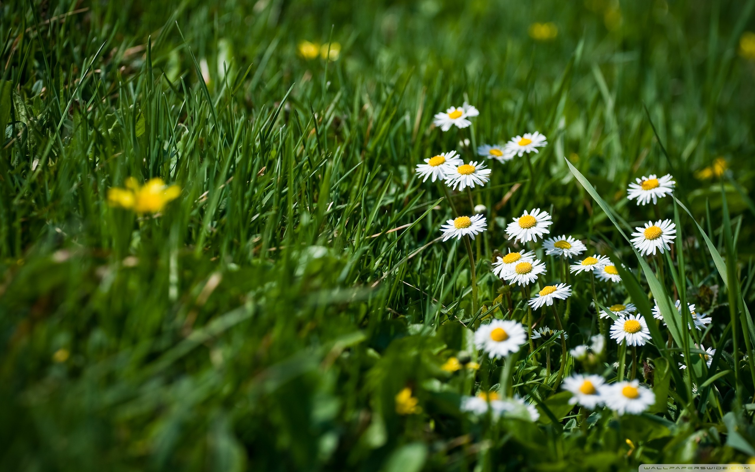 Field Of Grass And Flowers 4K UHD Wallpaper for UltraHD Desktop and TV, Smartphone and Tablet Devices