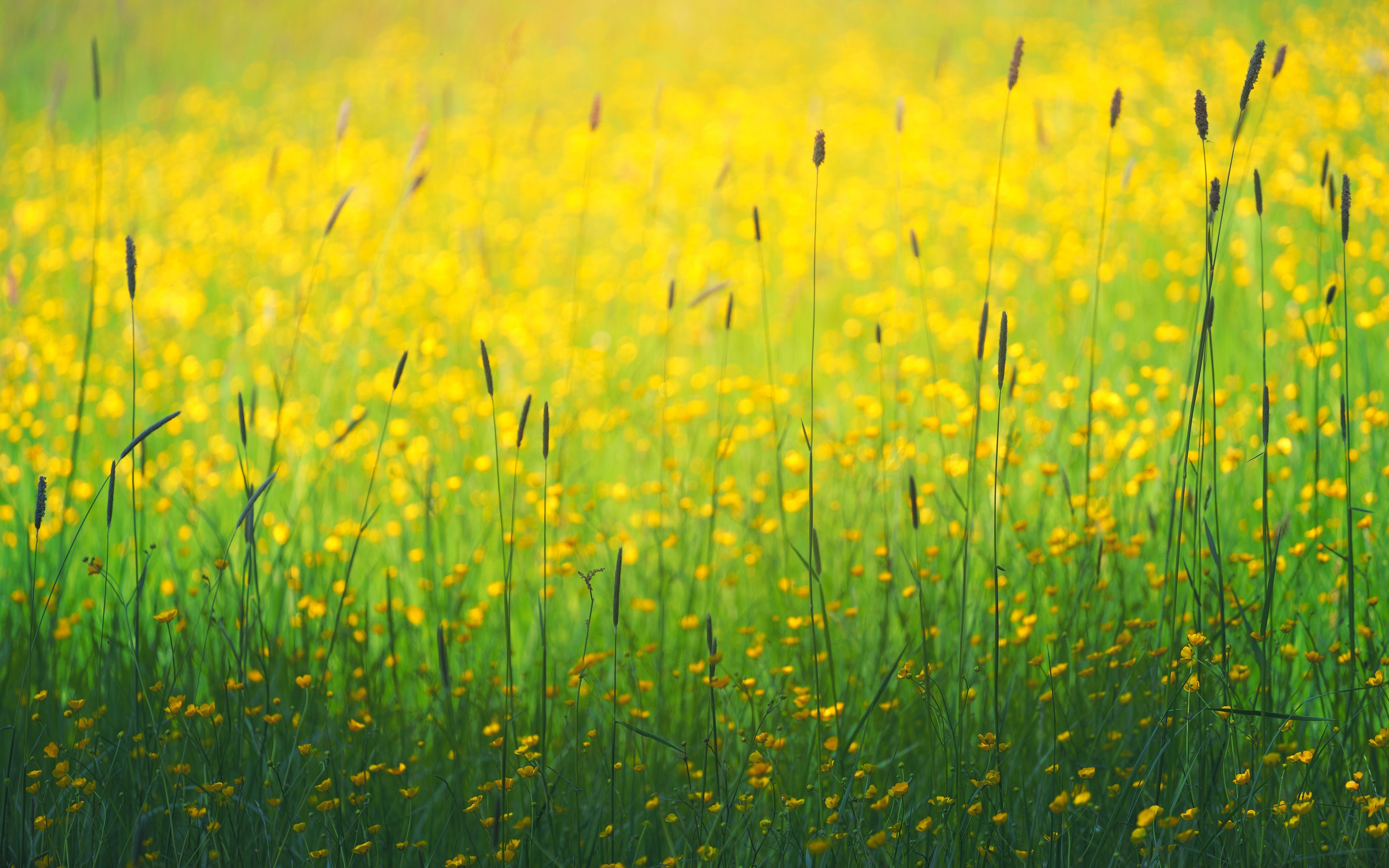 Download wallpaper 3840x2400 flowers, field, yellow, grass 4k ultra HD 16:10 HD background