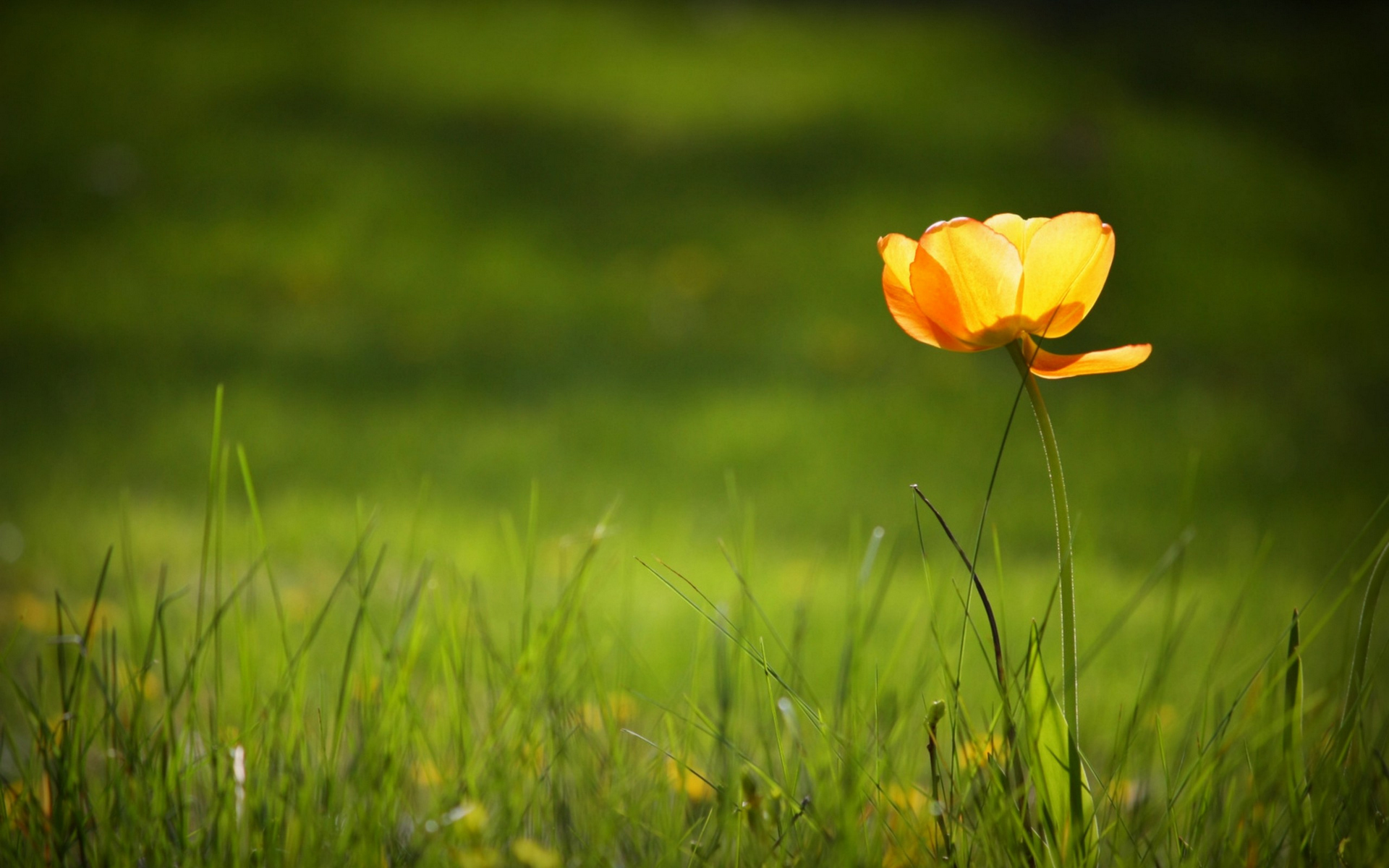 Wallpaper orange green flower from salihychev image and screensavers