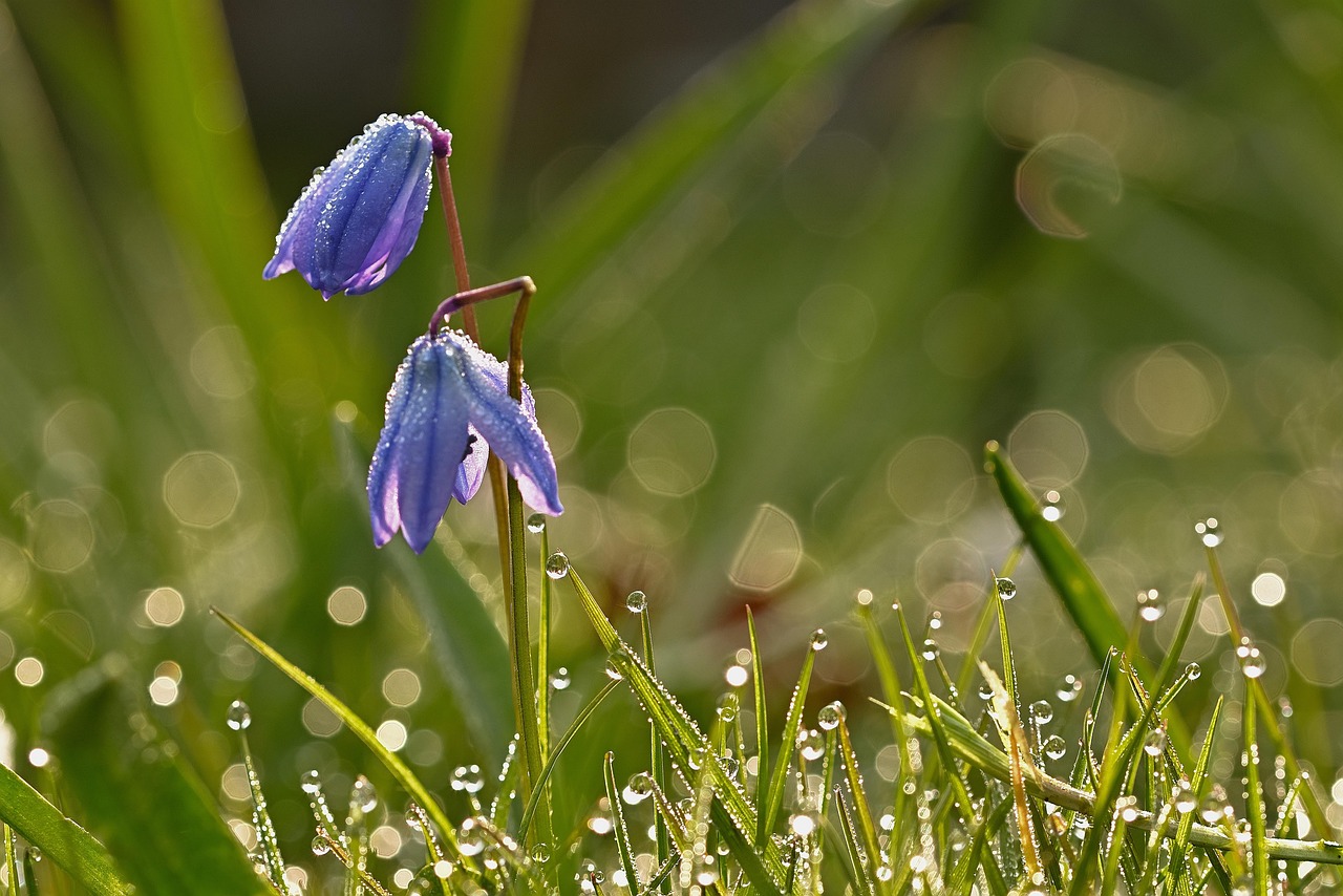 Squills Flowers Dew