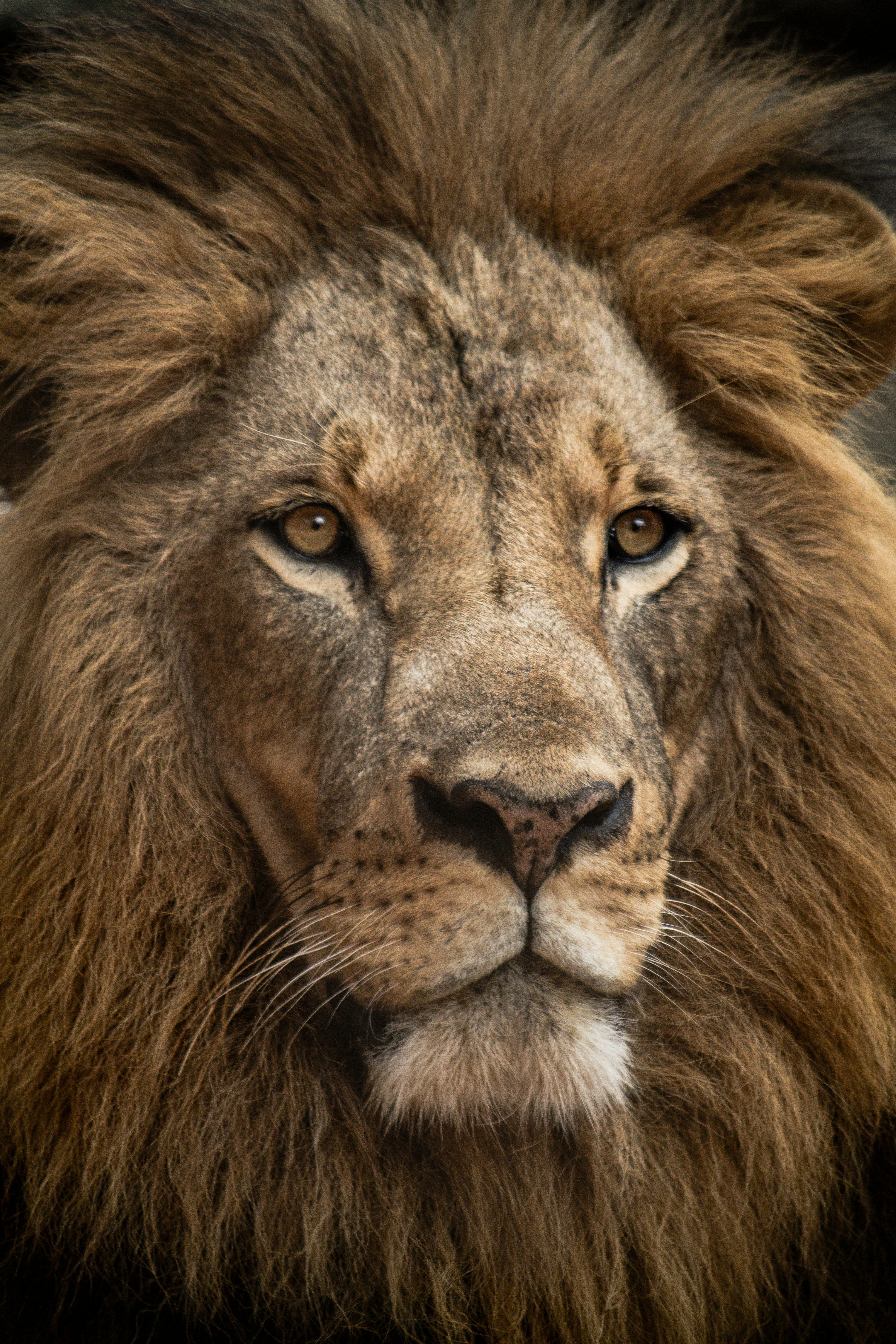 Angry Lion Picture. Download Free Image