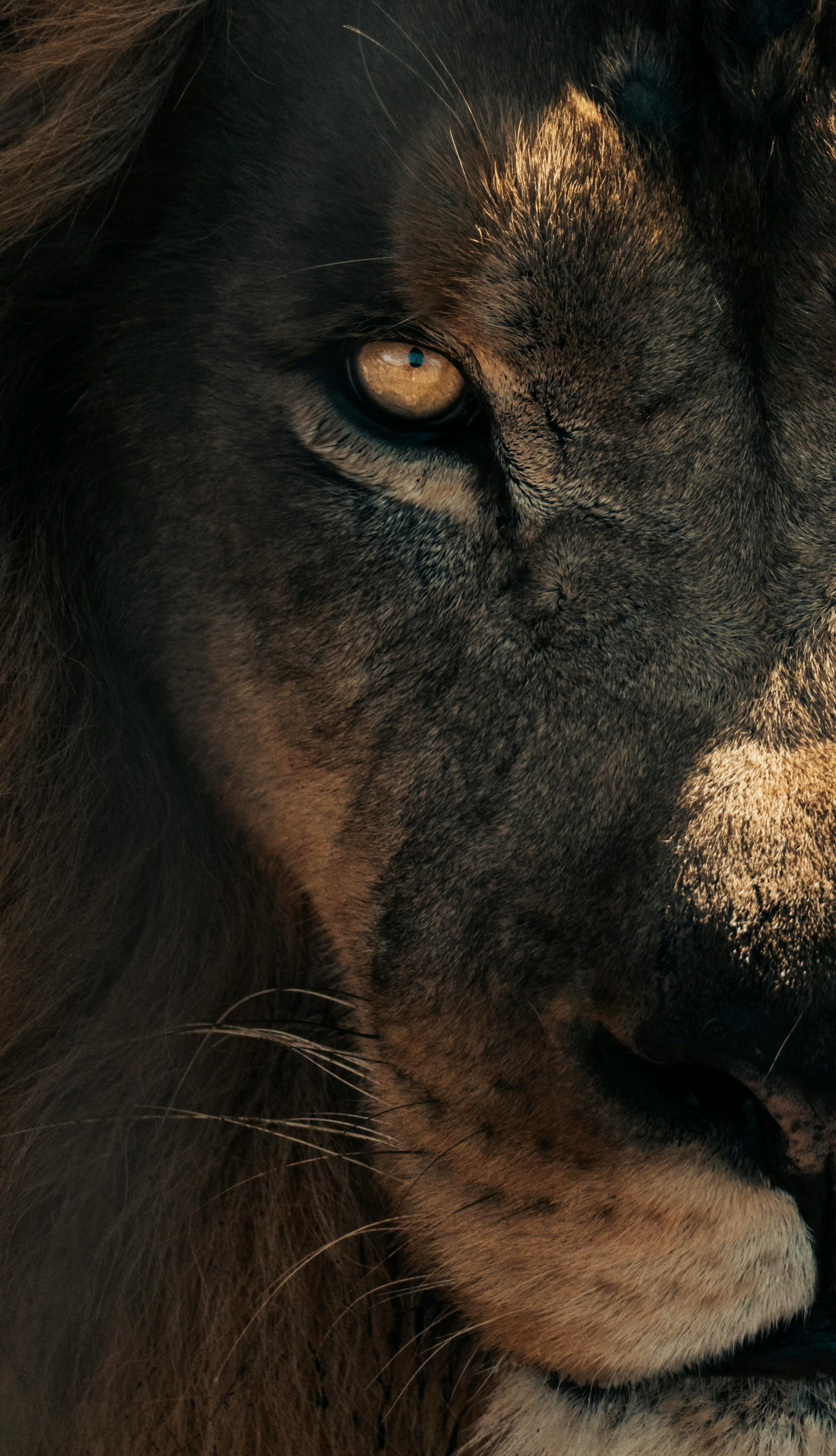 Lion Wallpaper Photo, Download The BEST Free Lion Wallpaper & HD Image