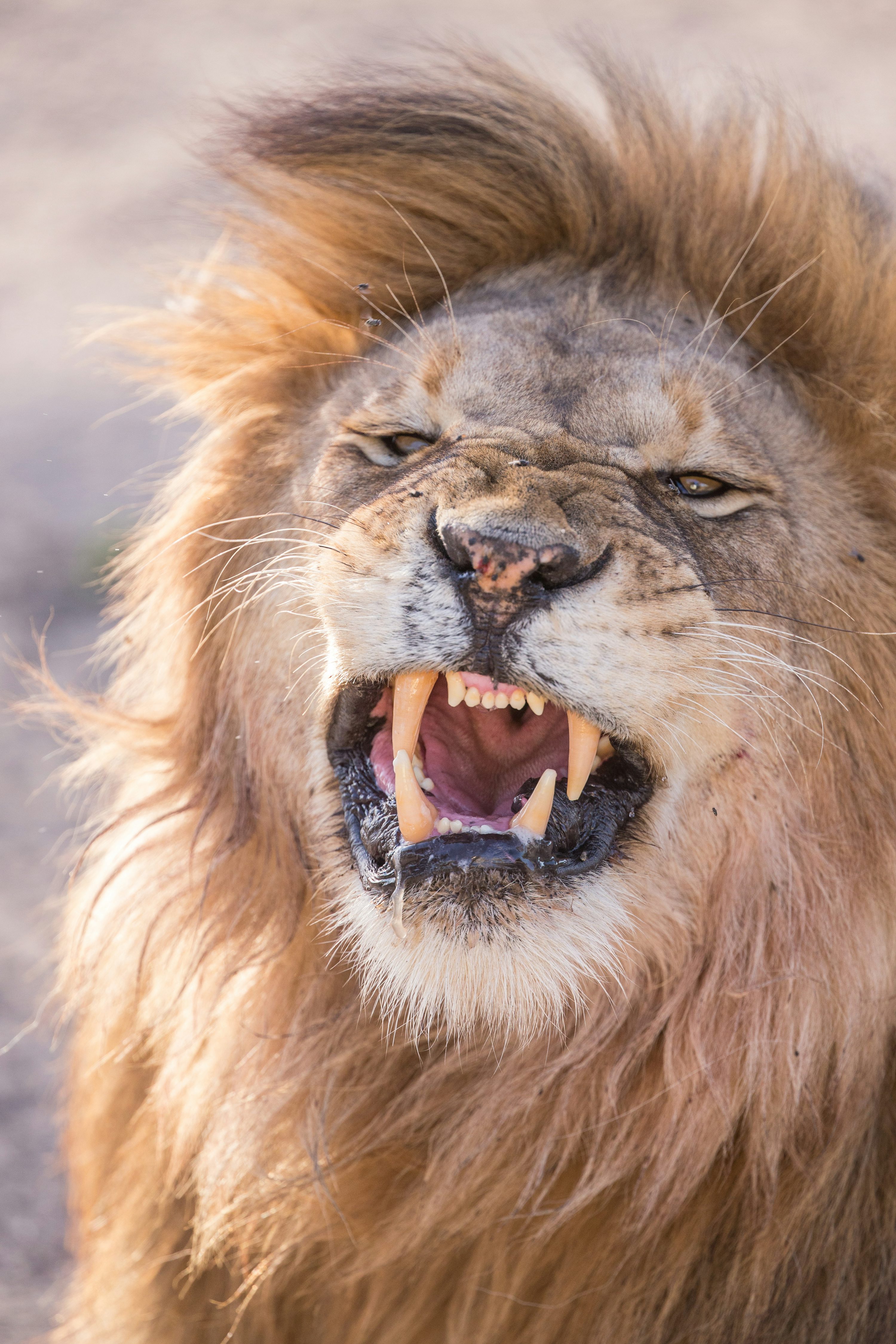 Angry Lion Picture. Download Free Image