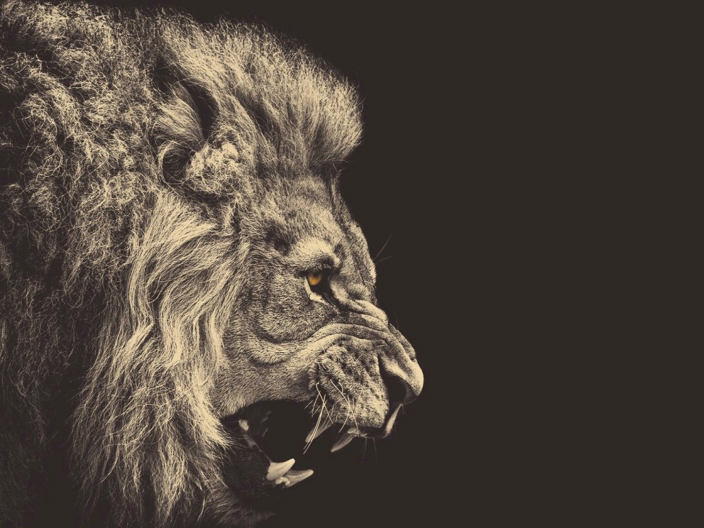 Angry Lion Definition, High Resolution HD Wallpaper, High Definition, High Resolution HD Wallpaper