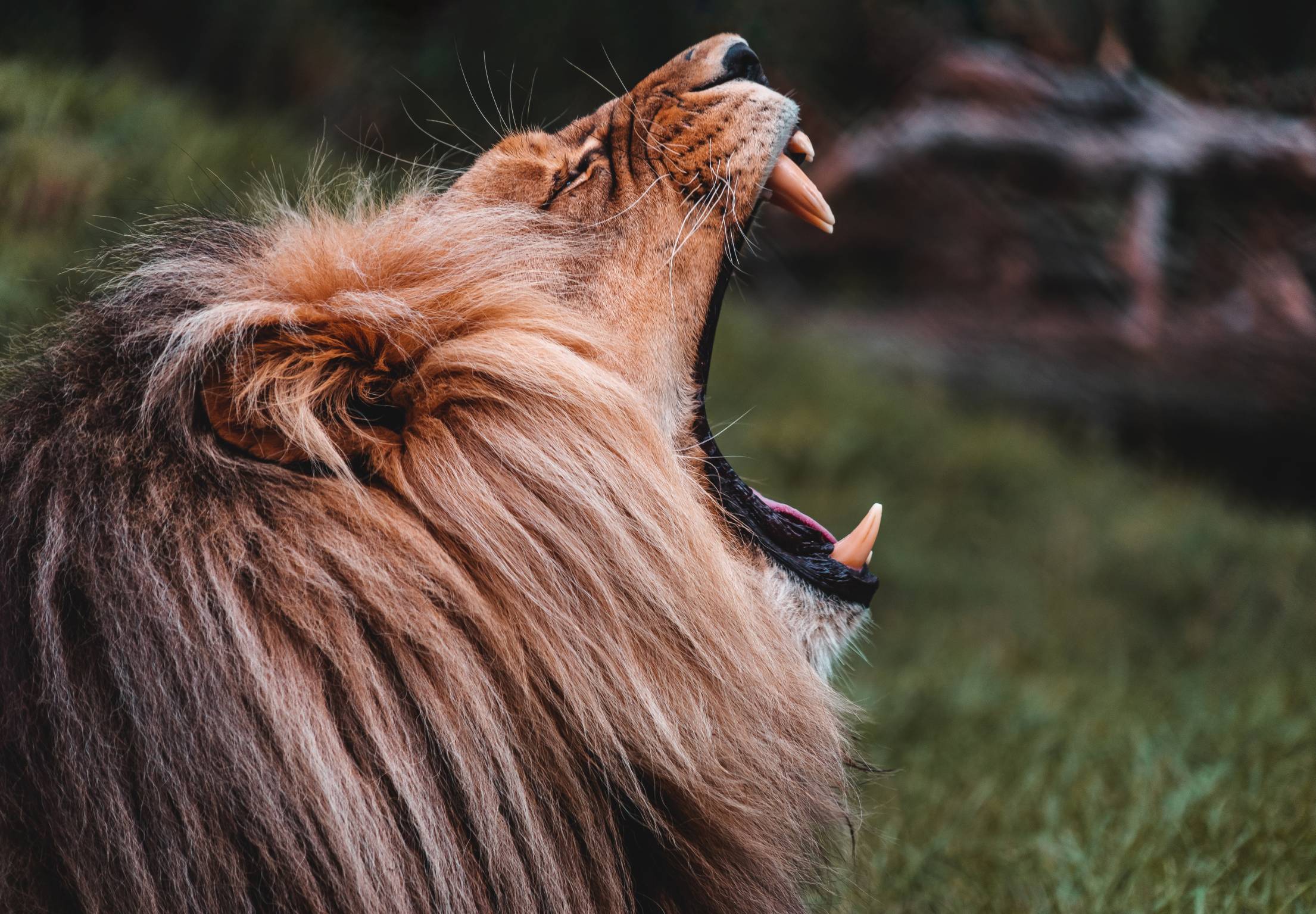 Roaring Lion. Free Animal Picture