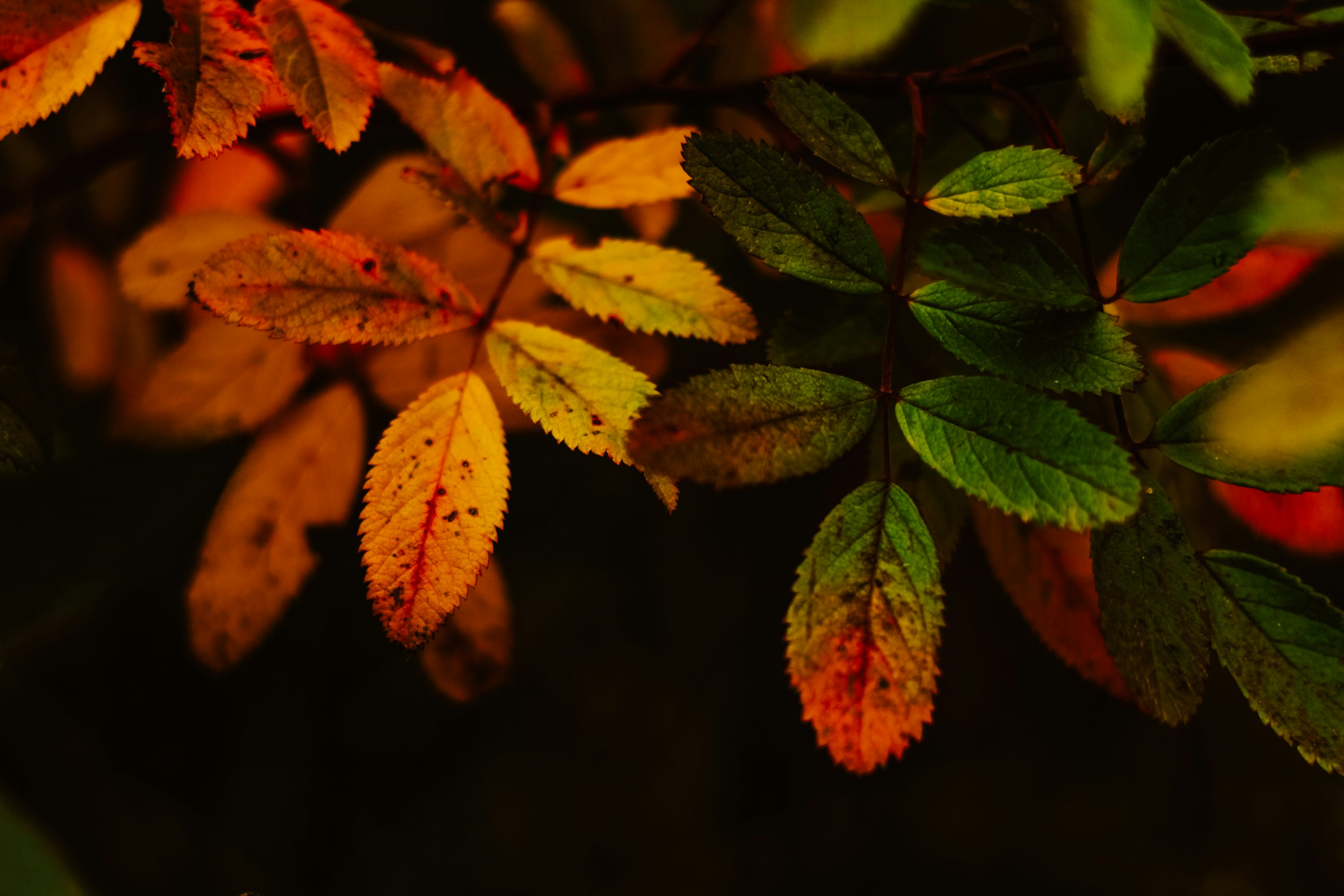 Autumn Leaf Picture. Download Free Image