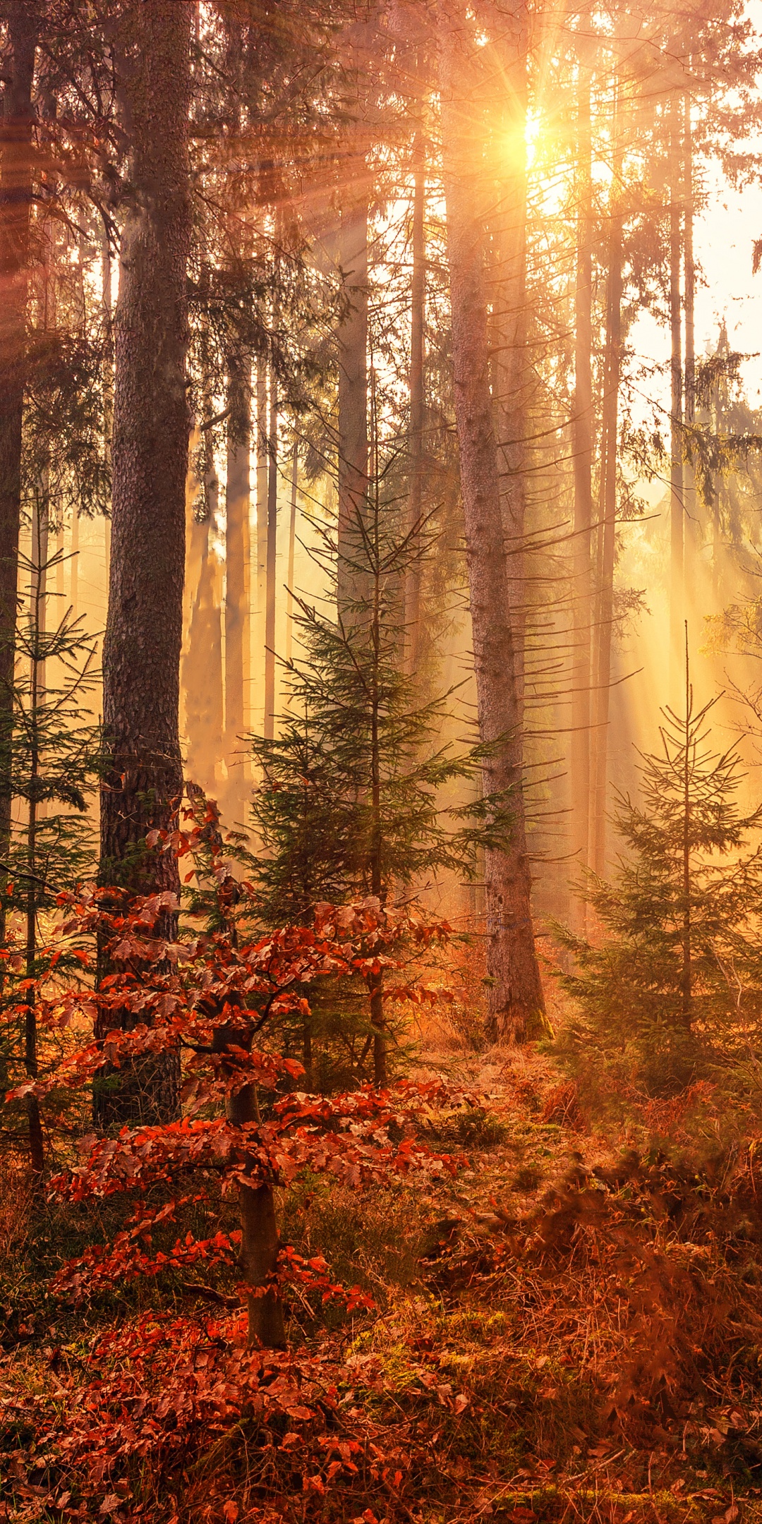 Fall Wallpaper 4K, Sunlight, Forest, Autumn