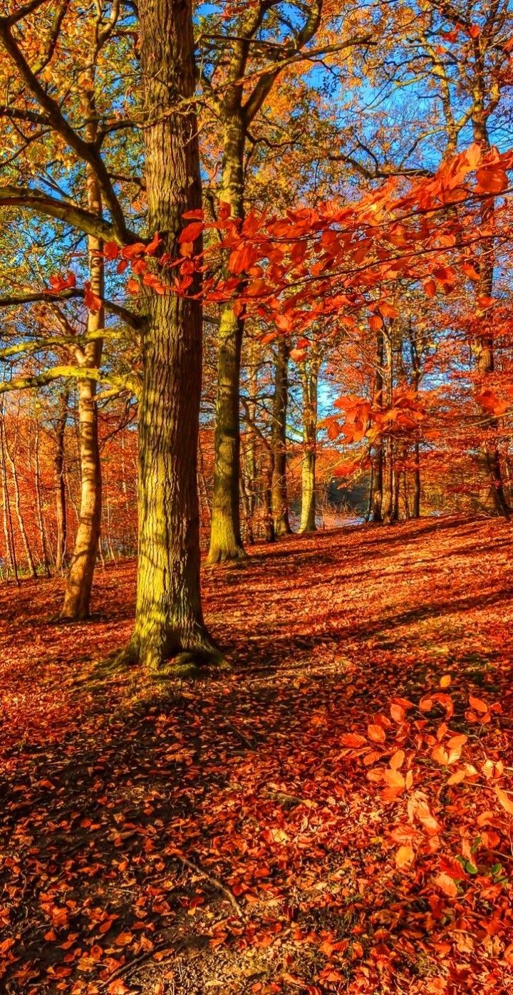 Autumn Scenery with Colorful Leaves