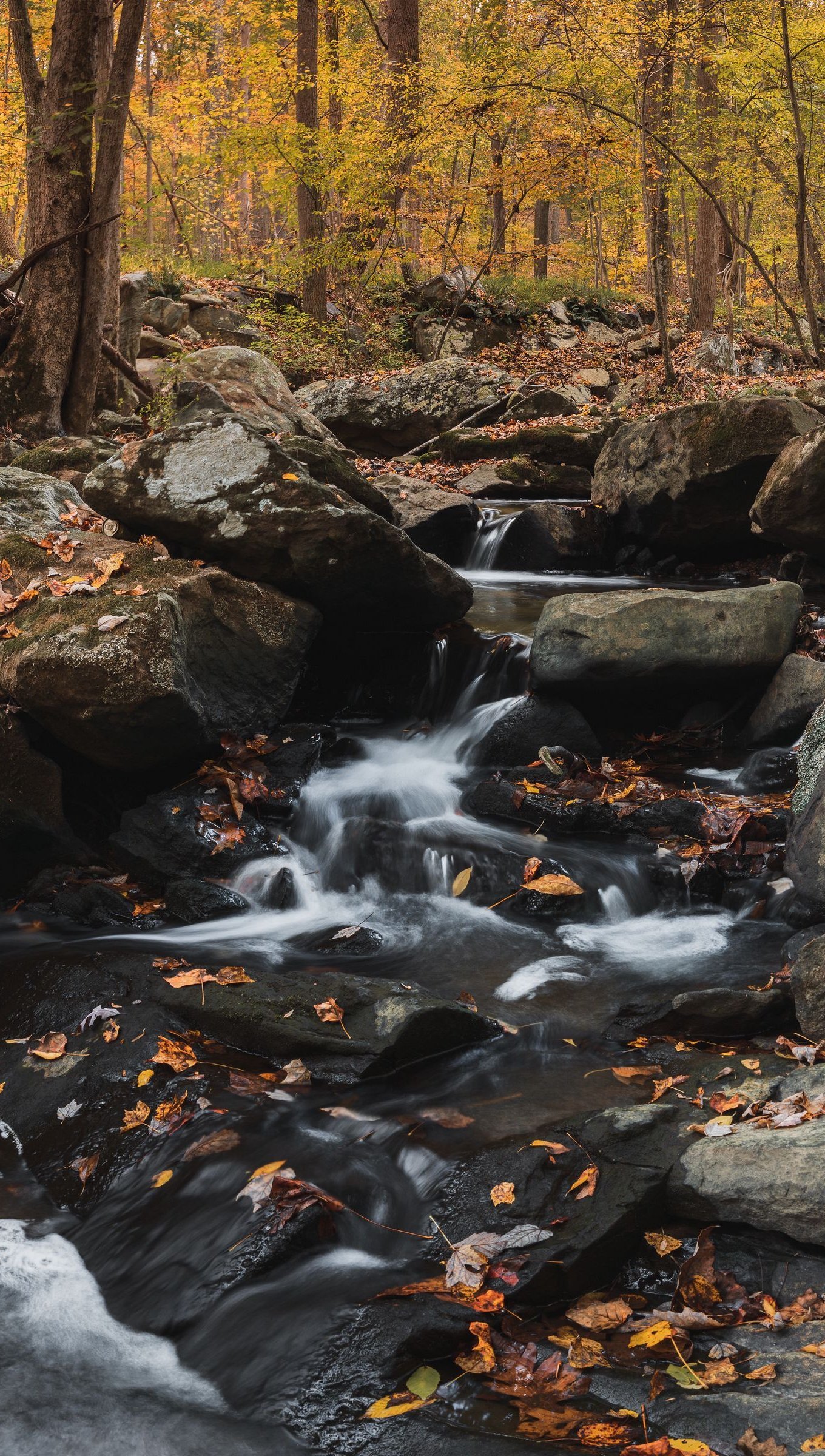 Forest during fall Wallpaper 4k for iPhone and Mobile Phone