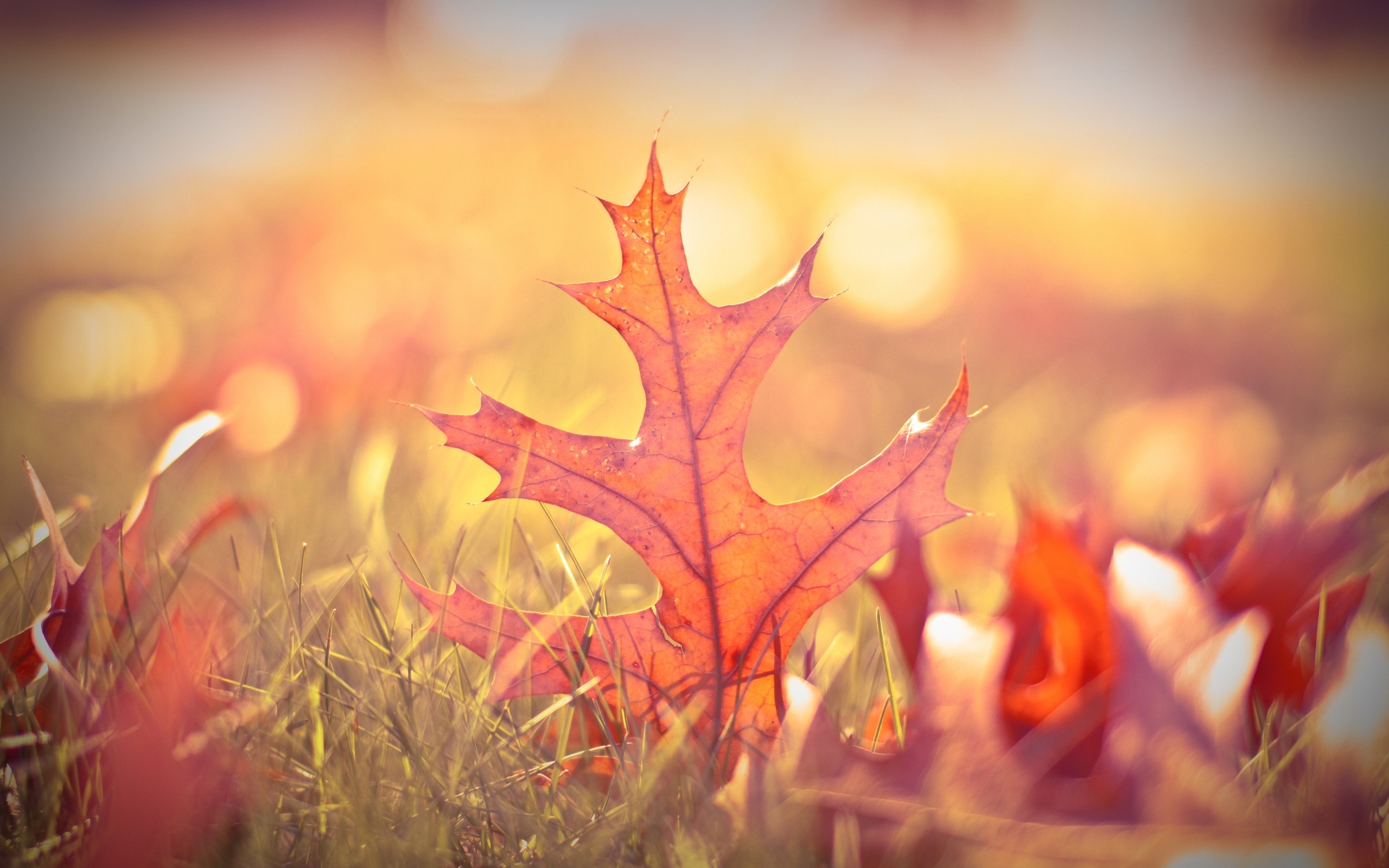 Bokeh Leaves Blur Autumn HD Desktop Wallpaper