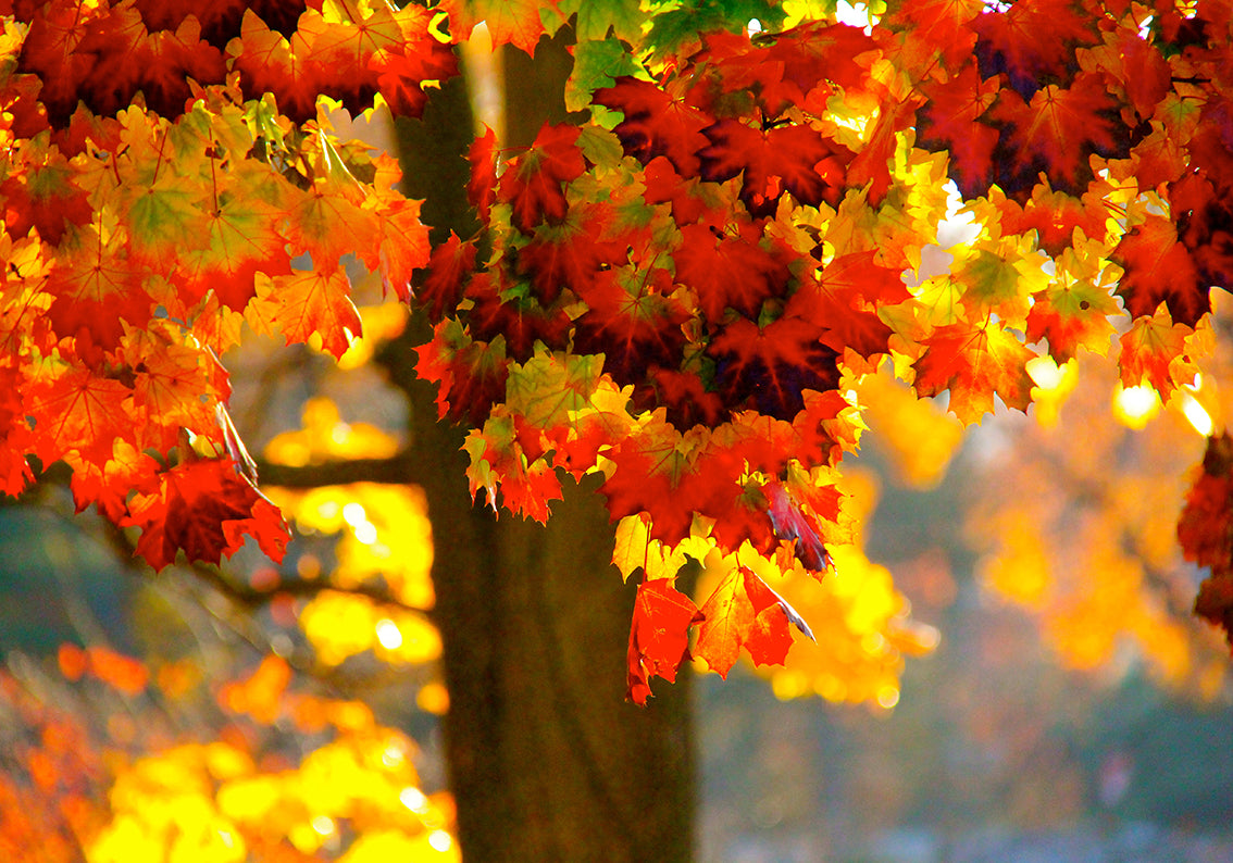 Autumn Tree Leaves Fall Woven Self Adhesive Removable Wallpaper Modern