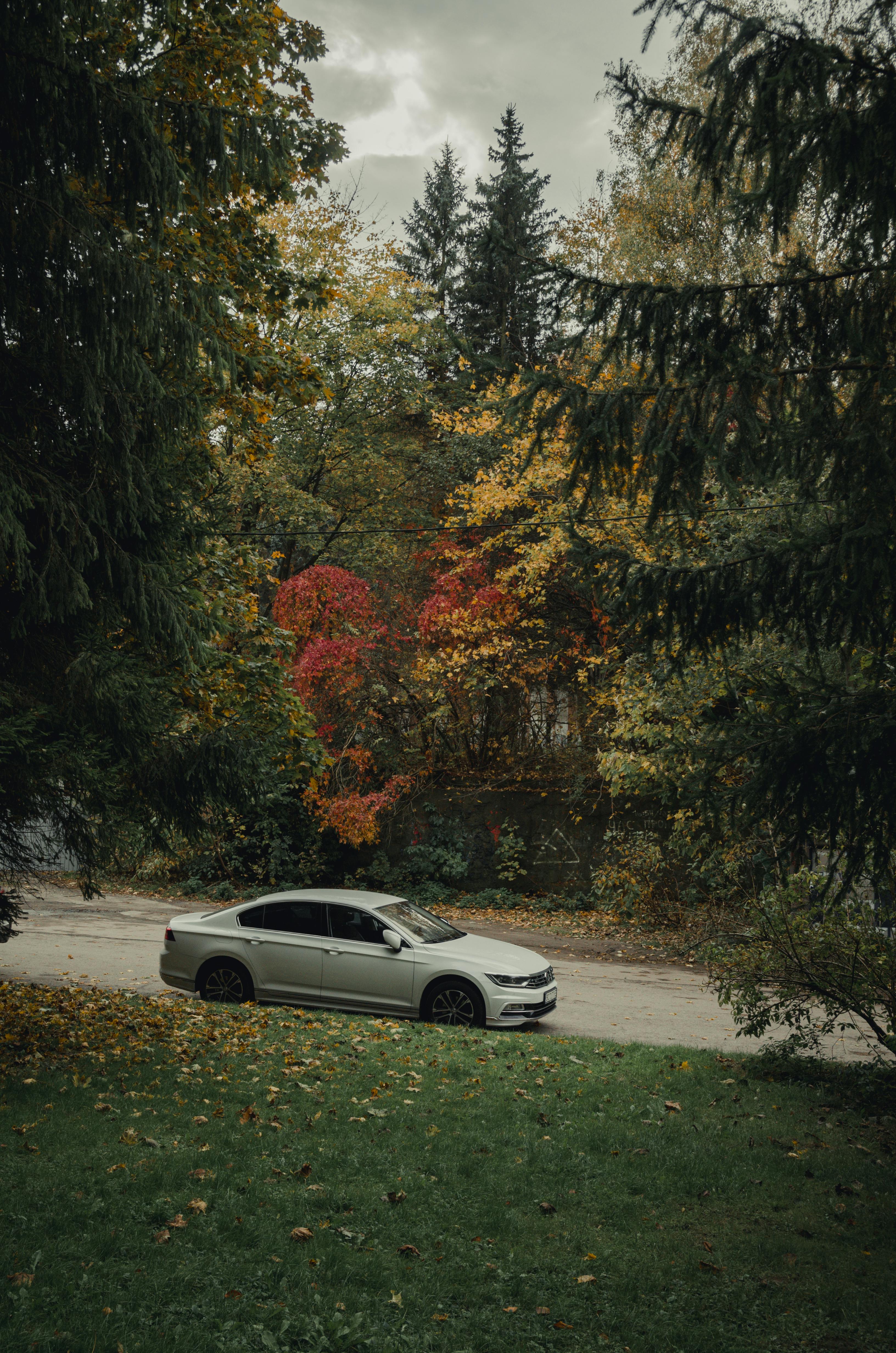 Car Driving Down the Road in an Autumn Forest · Free