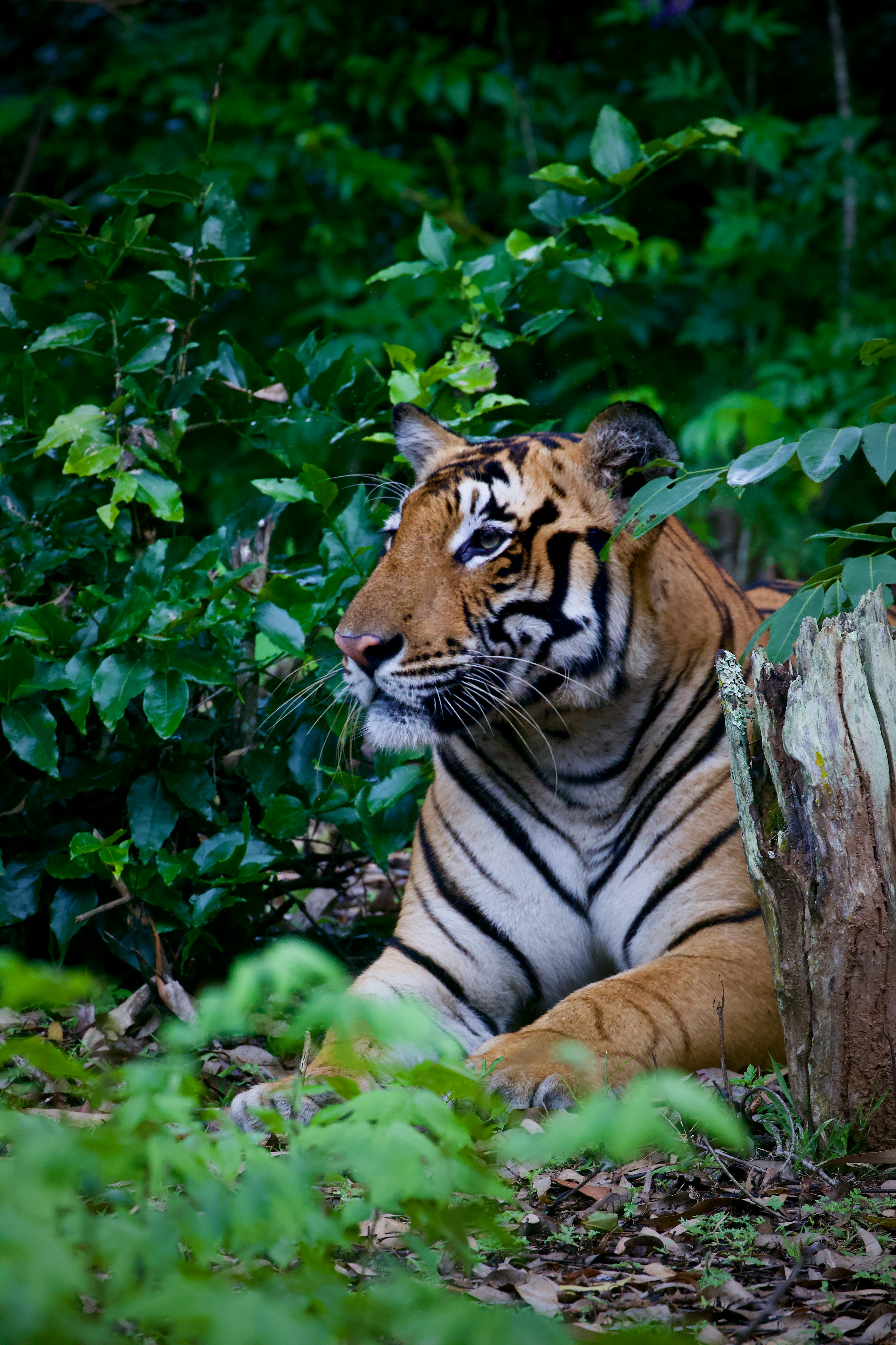 Forest Tiger Picture. Download Free Image
