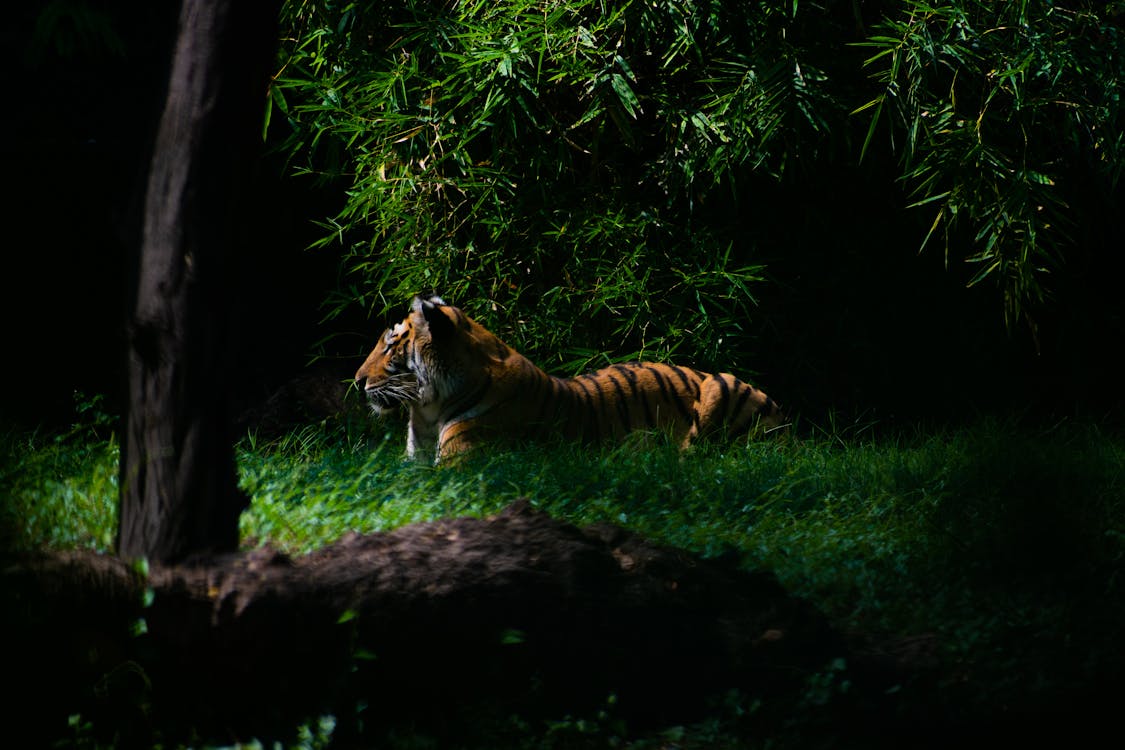Tiger in Forest · Free