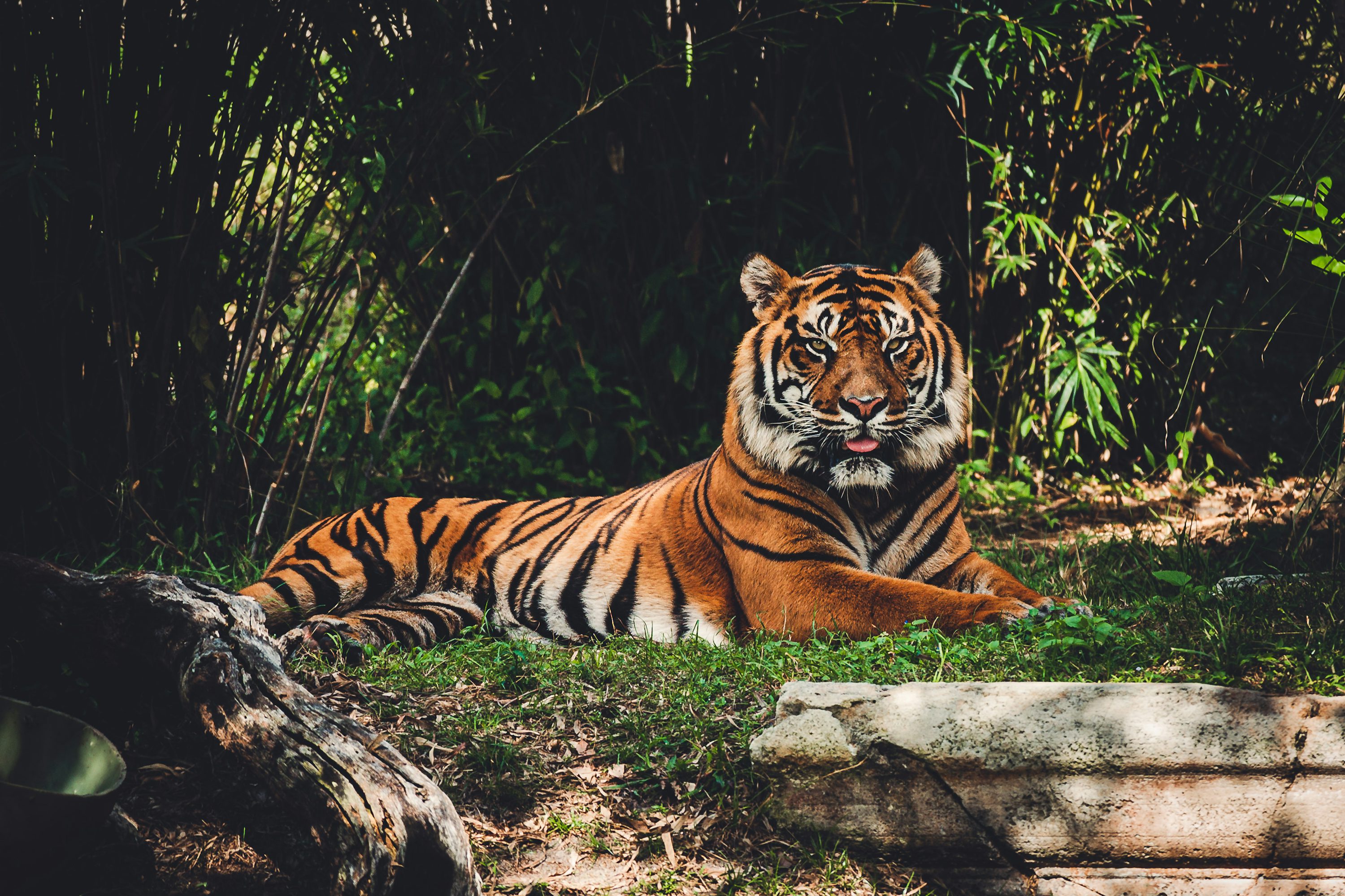 A tiger laying in the grass near some trees photo