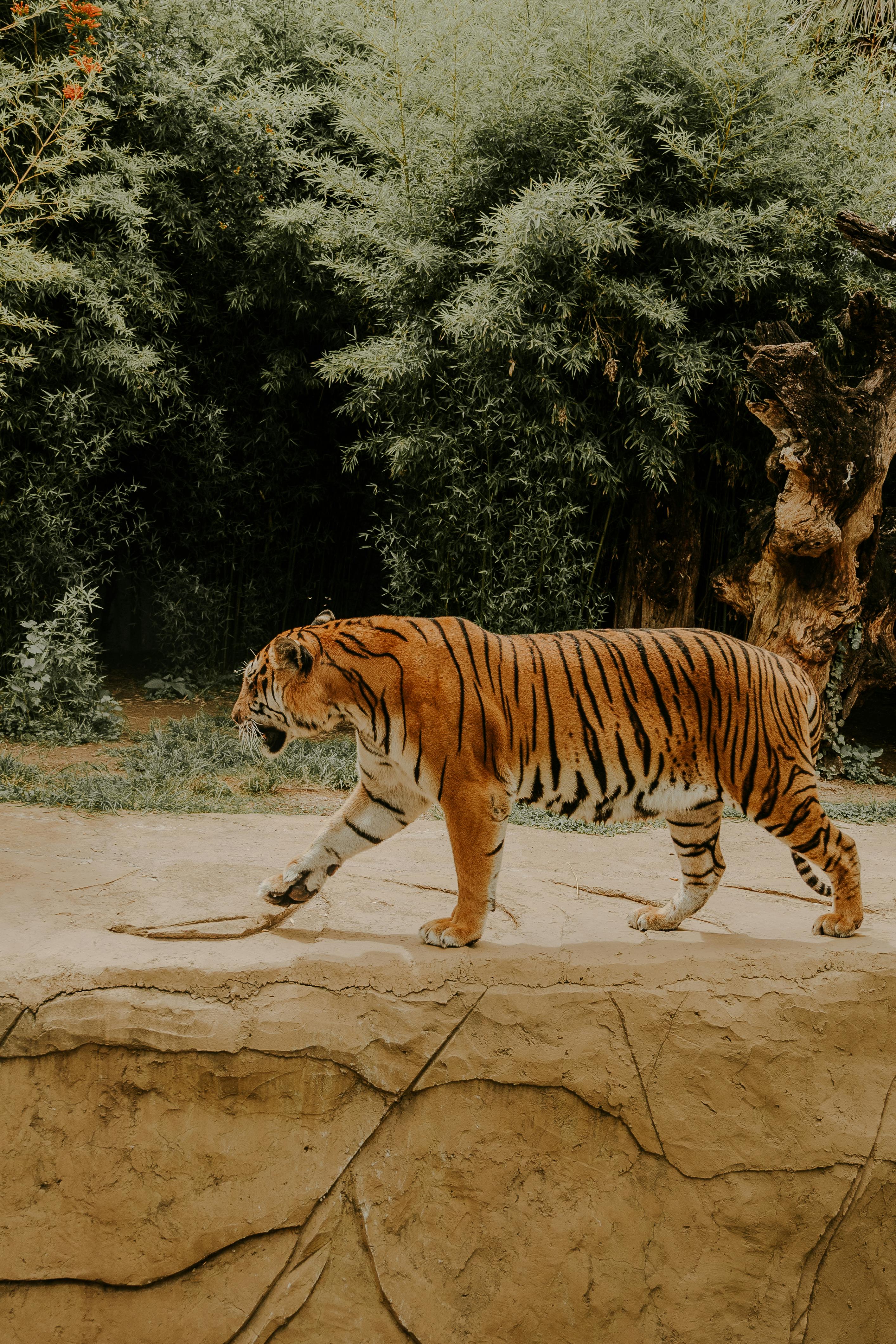 Tiger Walking on the Safari by the Trees · Free