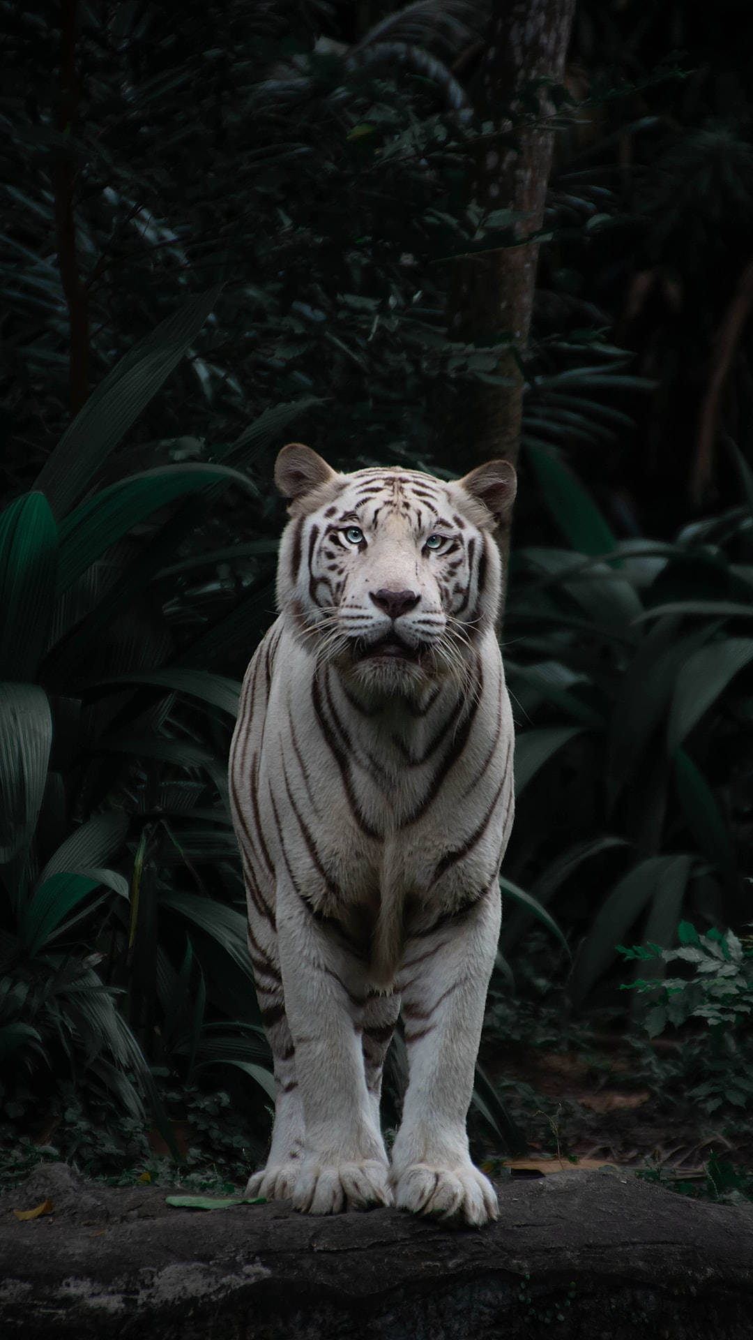 Download High Resolution Desktop White Tiger In Forest Wallpaper