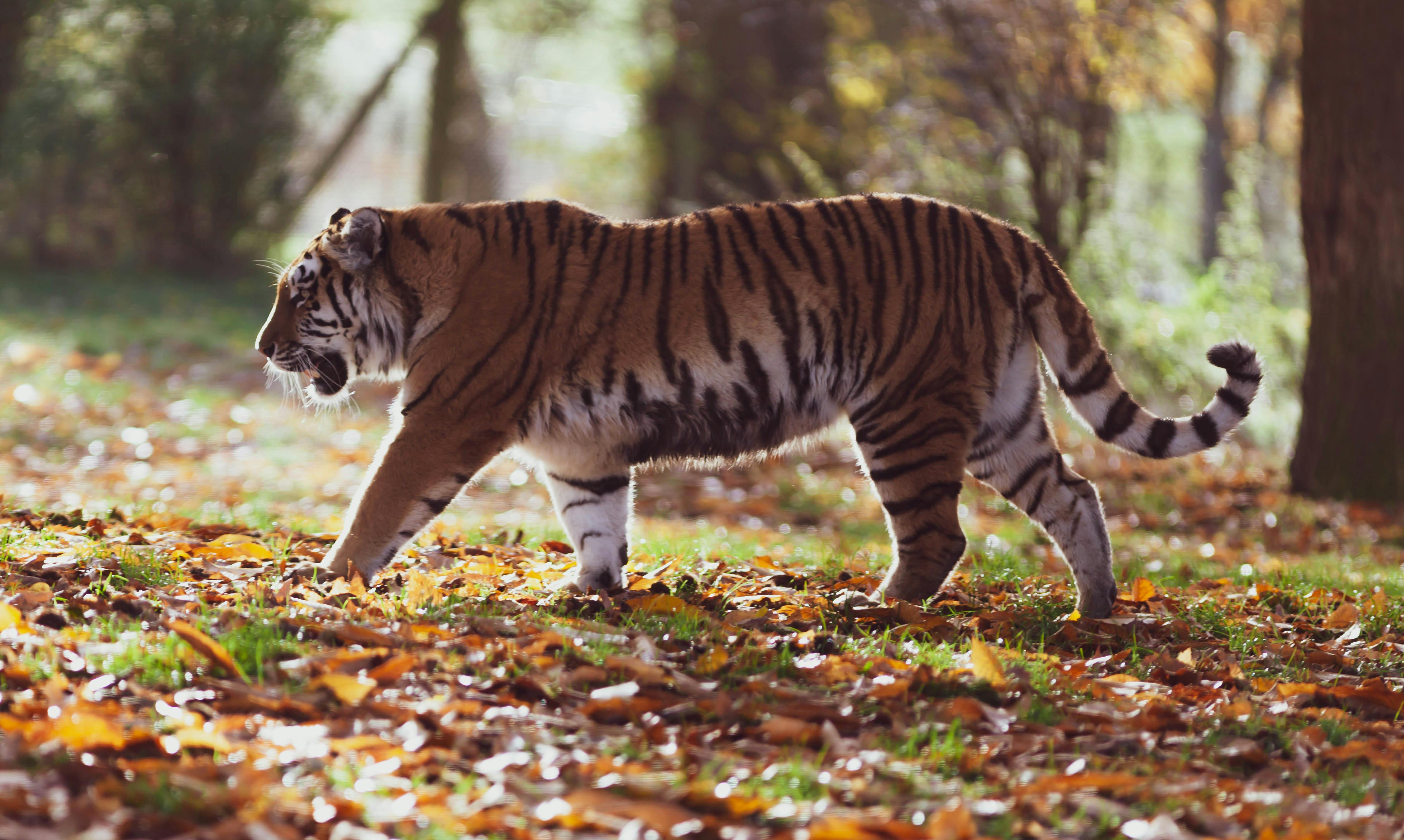 Gray and Black Tiger Walking on Forest · Free