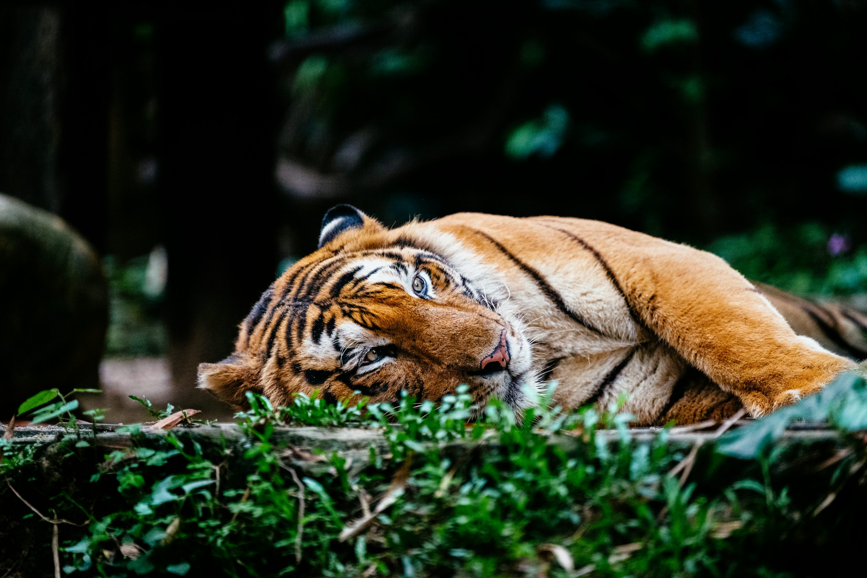 A tiger that is laying down in the grass photo