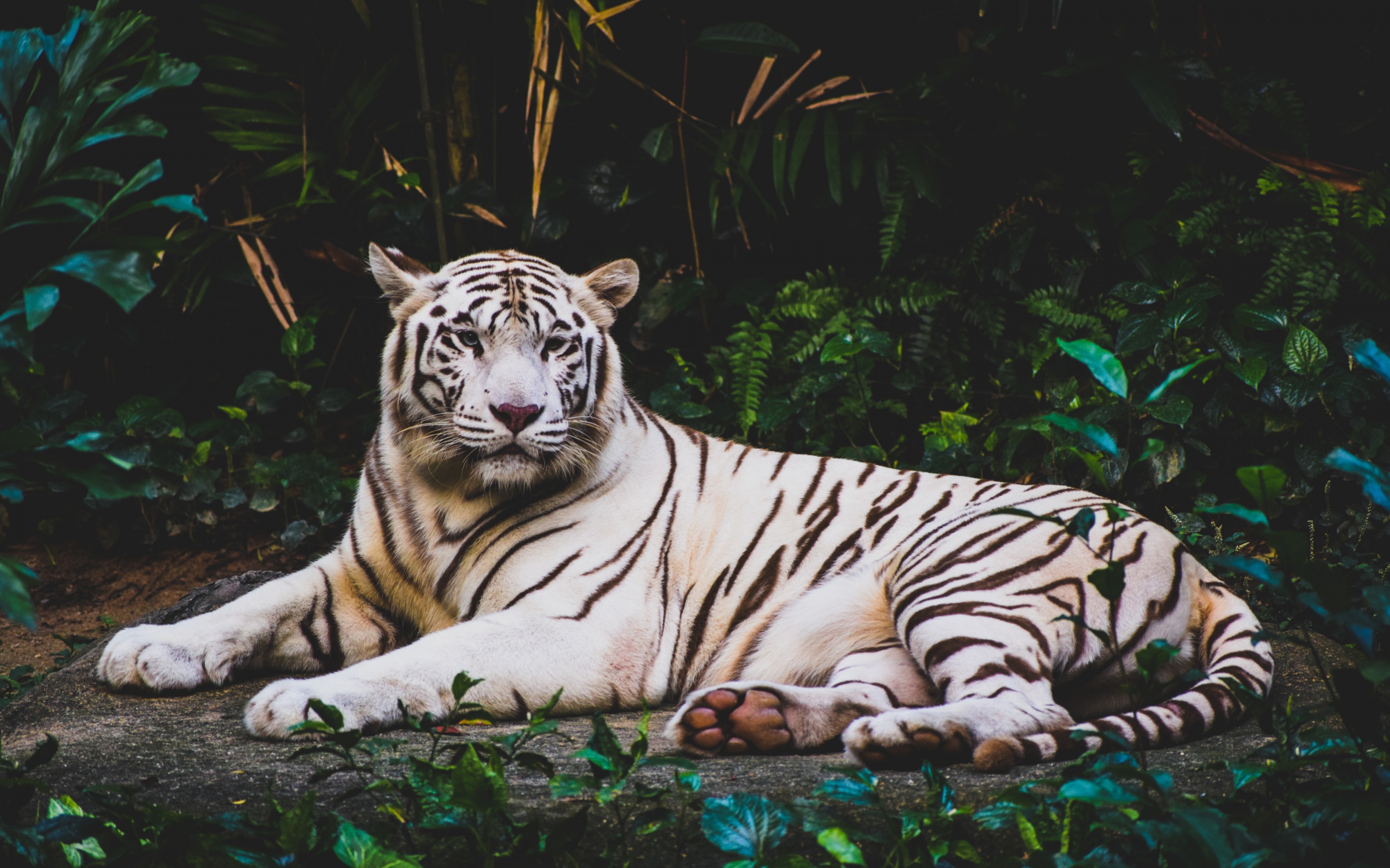 White tiger Wallpaper 4K, Forest, Green leaves