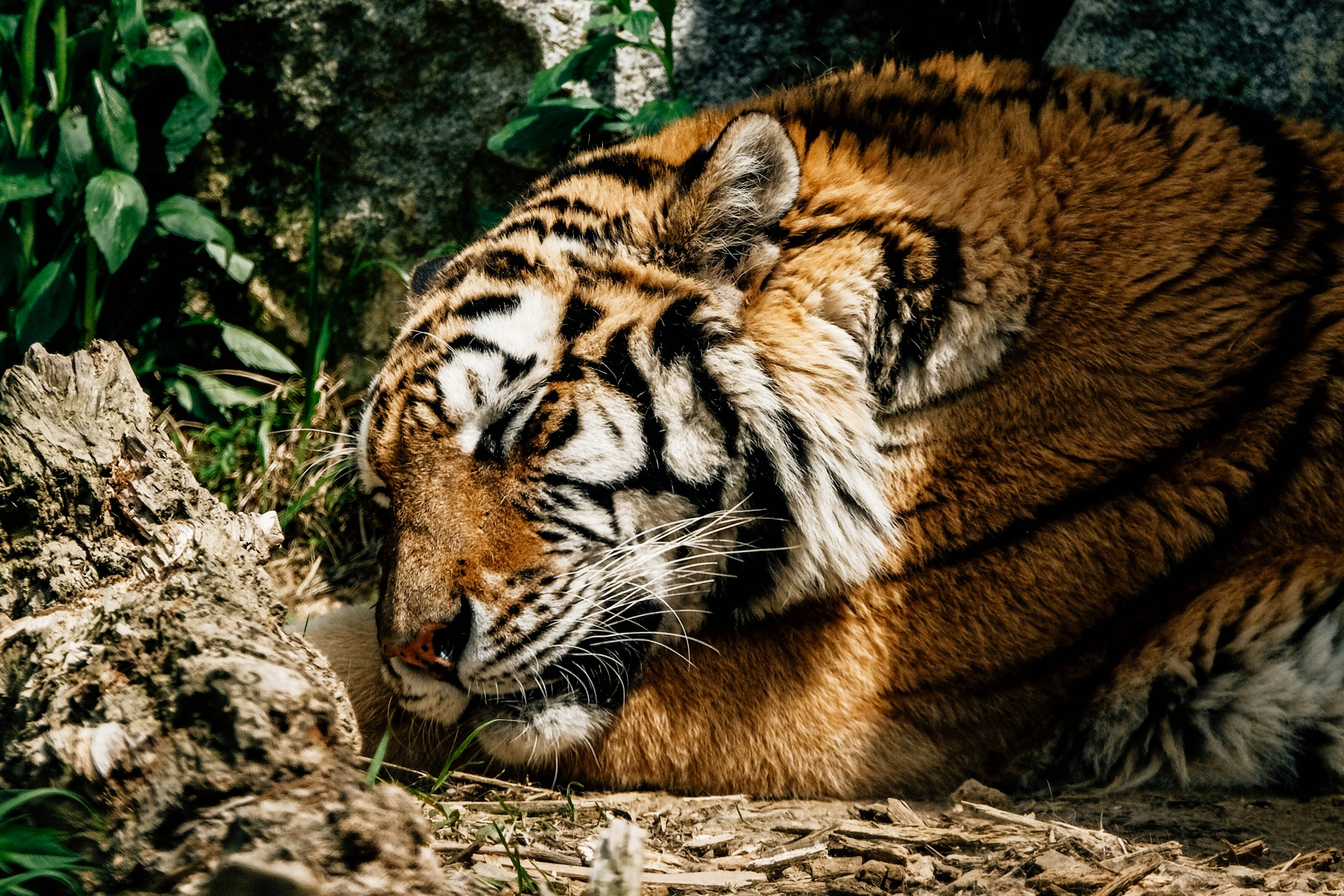 A tiger laying on the ground next to a tree photo