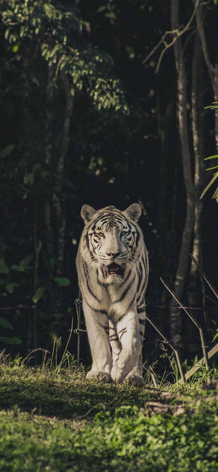 Majestic White Tiger in the Wild
