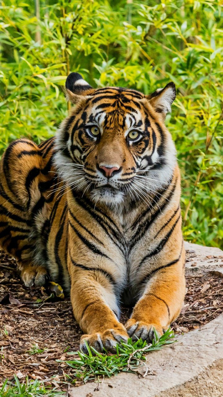 Tiger Wallpaper