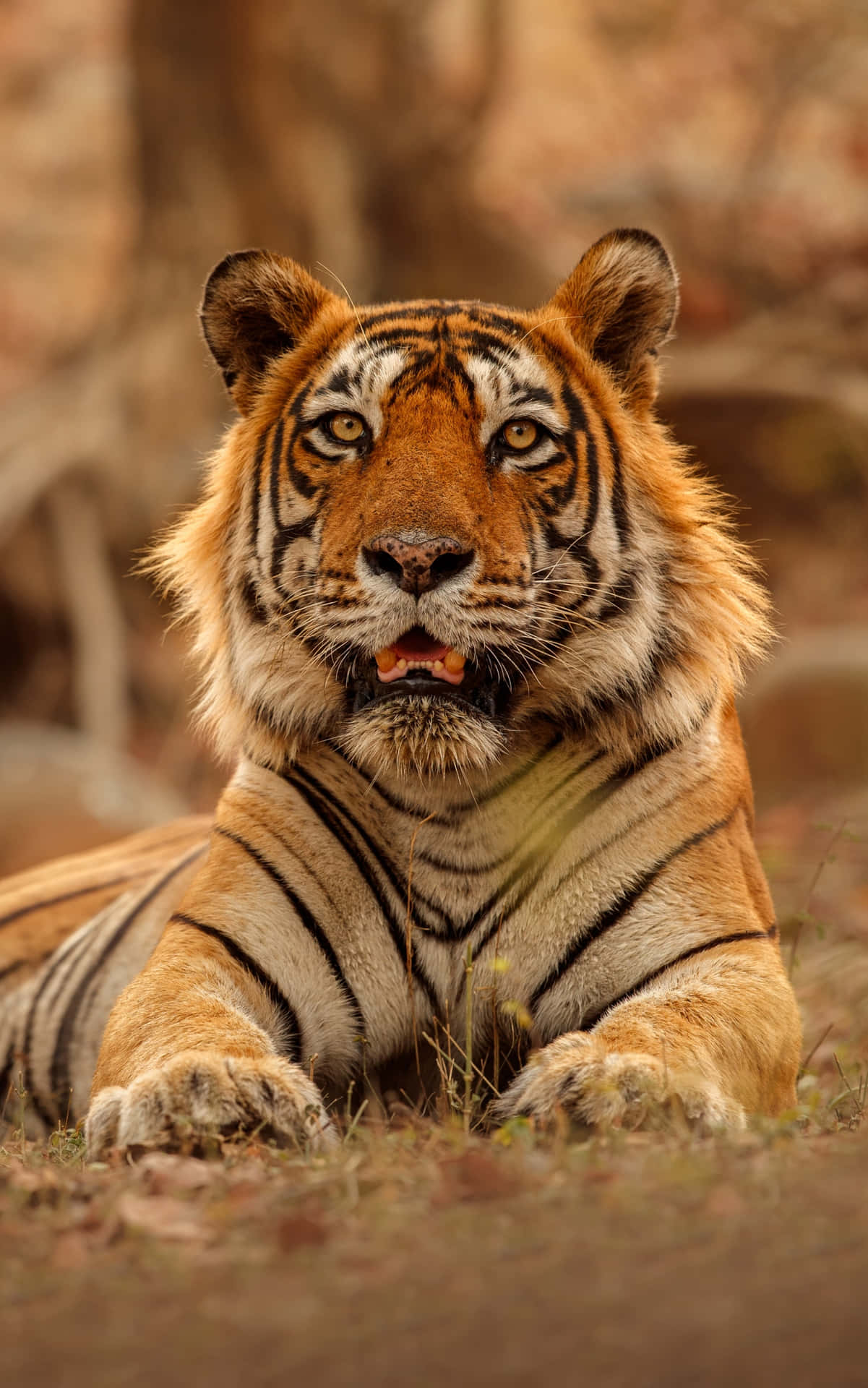 Download A Tiger Is Laying Down In The Forest Wallpaper