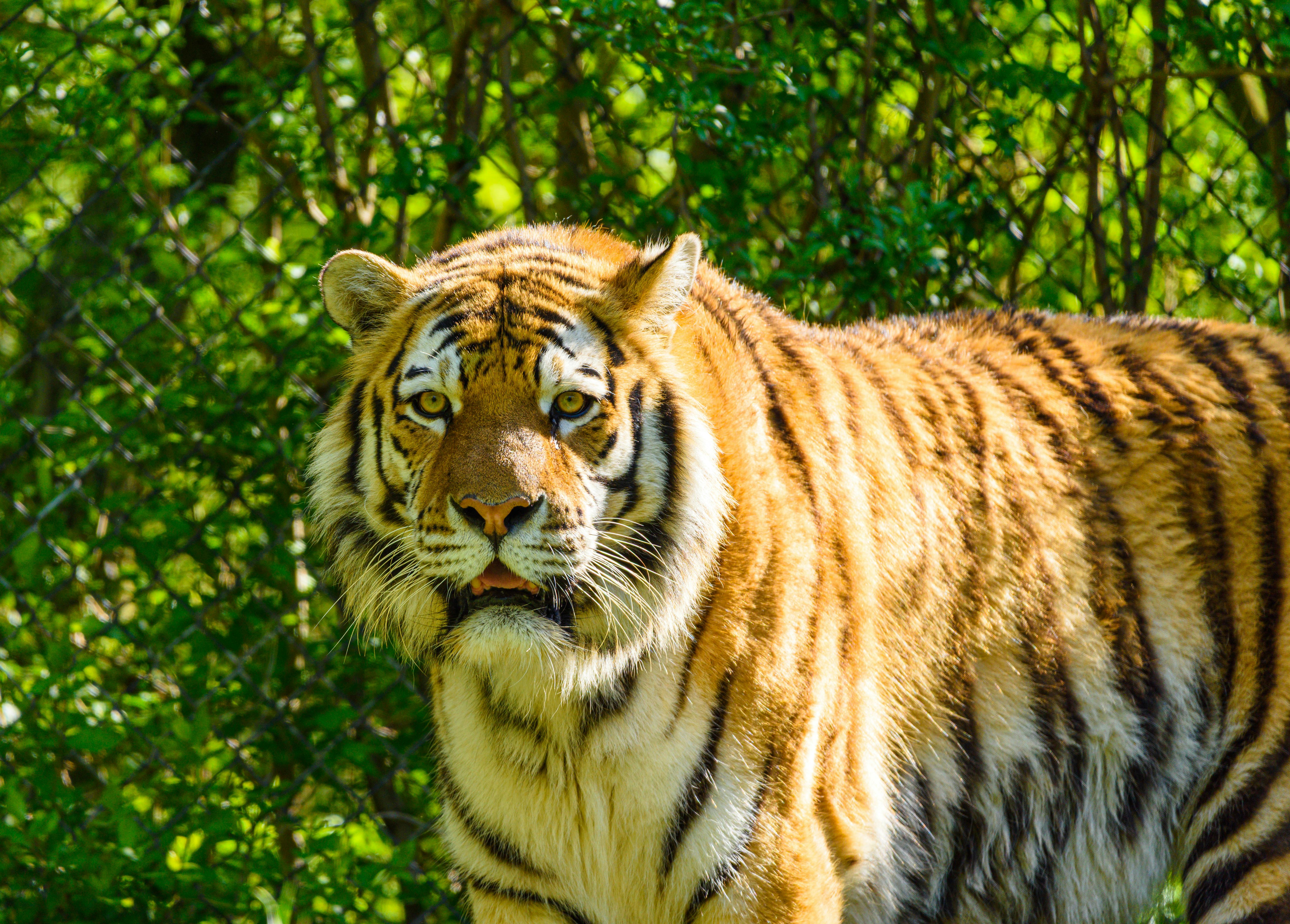Tiger standing in wild forest · Free