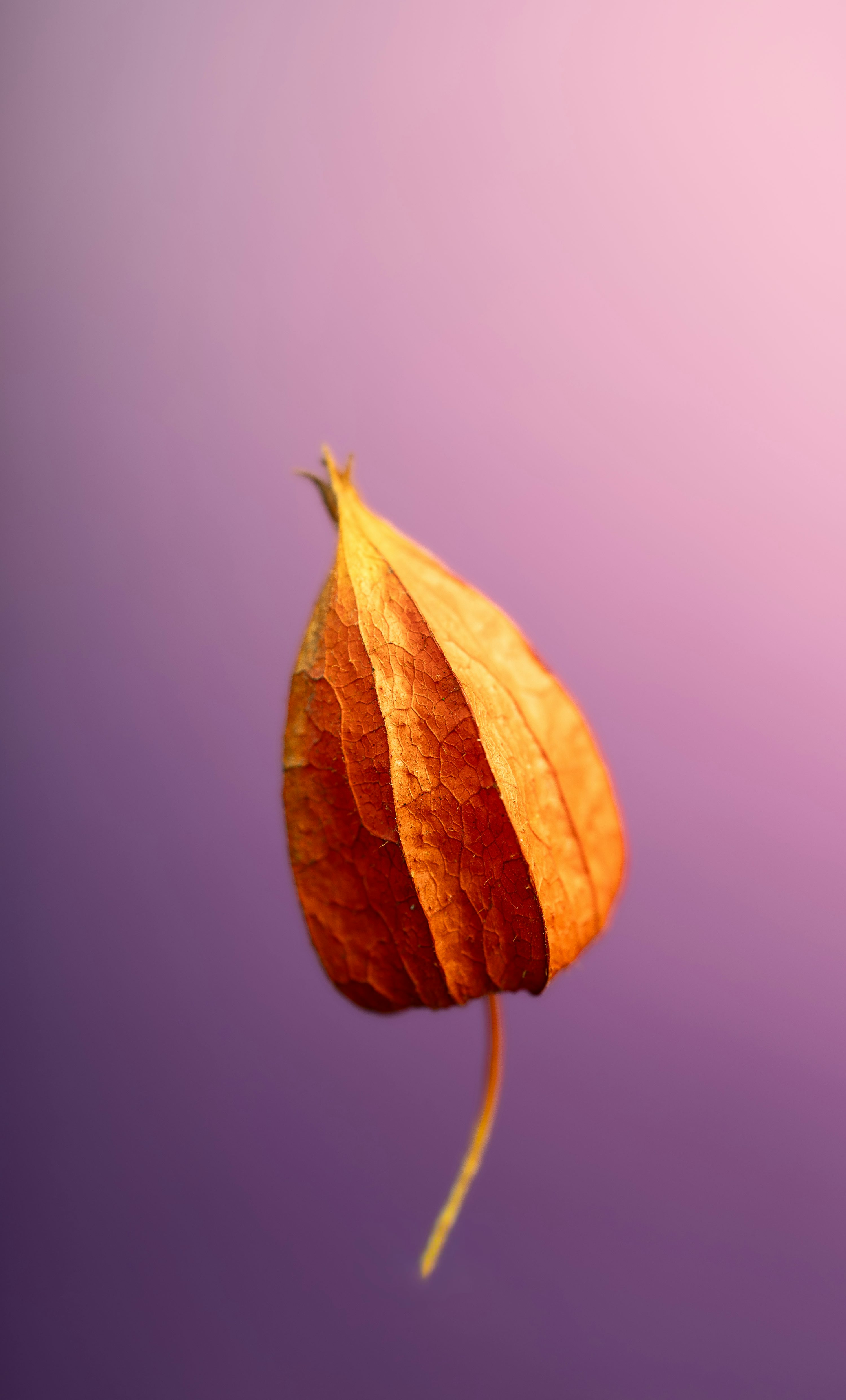 A single orange leaf on a purple background photo