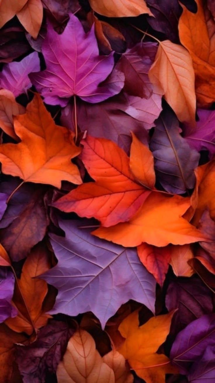 Wallpaper. Fall wallpaper, Flower background wallpaper, Floral wallpaper phone