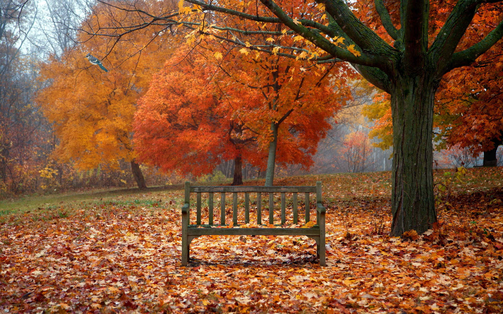 Serene Fall Park: HD Wallpaper of Trees and a Cozy Bench