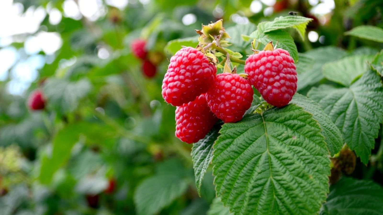 Summer Rasperberry Raspberry Summer Wallpapers - Wallpaper Cave