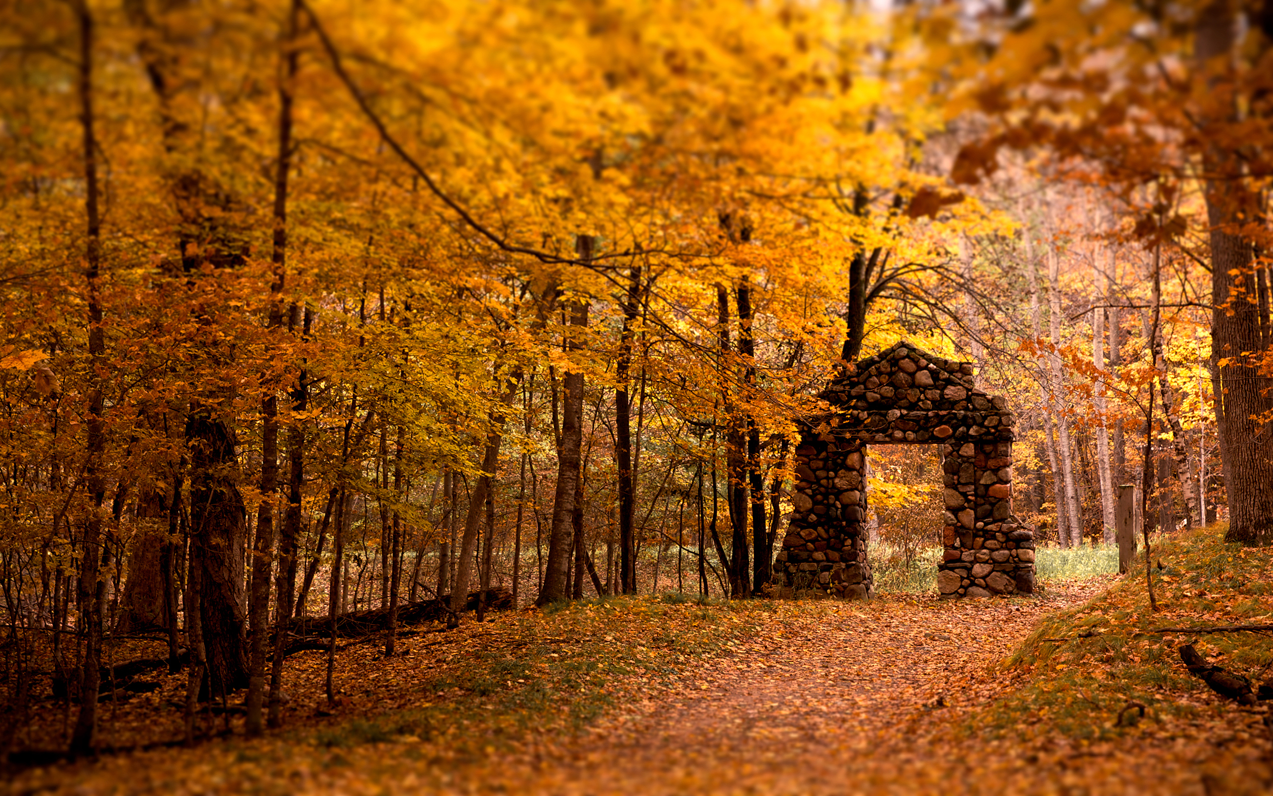Fall's Purple Leaves: A Stunning HD Wallpaper