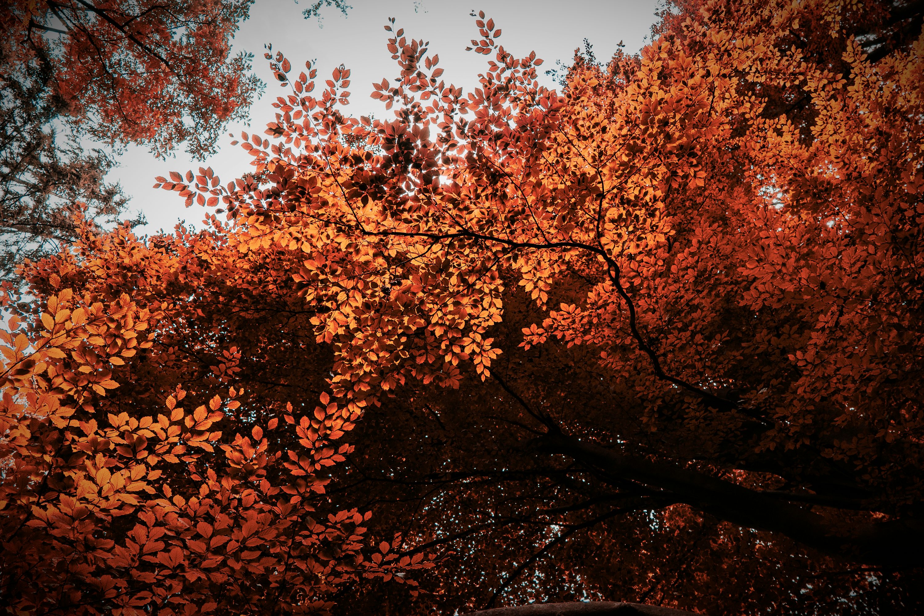A large tree with lots of orange leaves photo