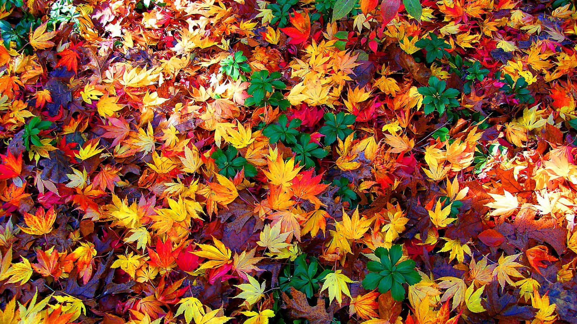 Download Enjoy the beauty of fall foliage in nature Wallpaper