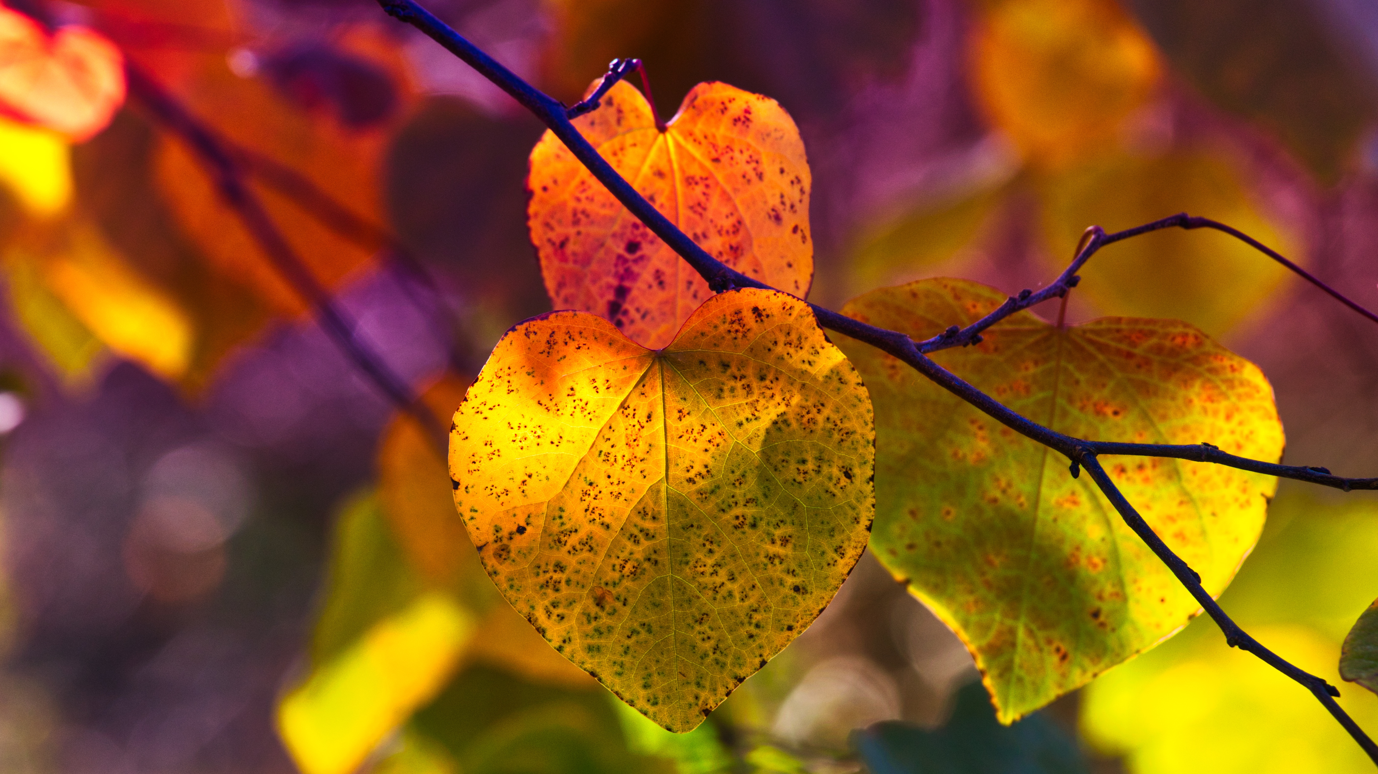 Beautiful orange leaves on a tree branch in autumn Desktop wallpaper 1280x720